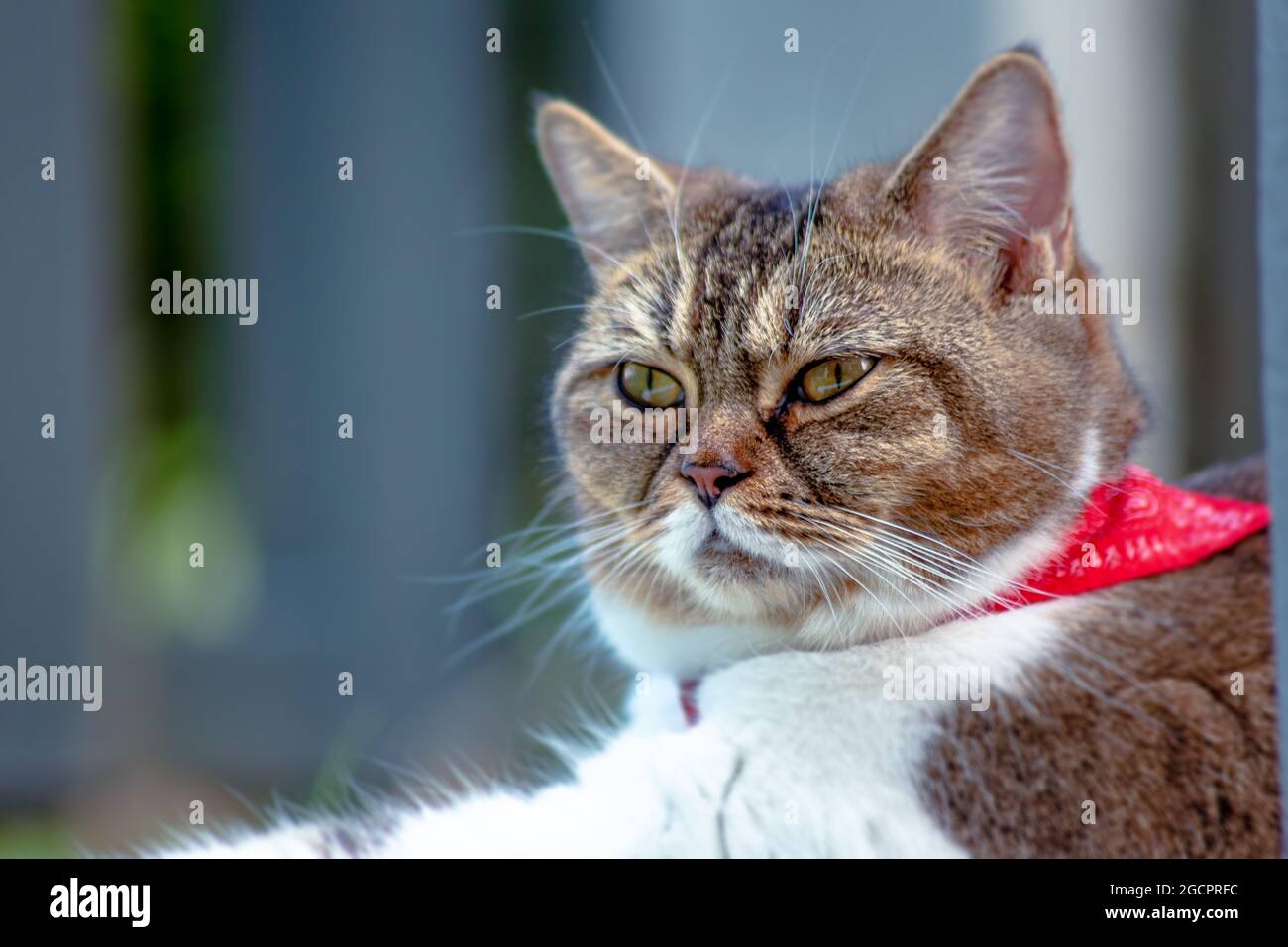 Erwachsene weibliche Katze liegt im Gartengras. Ein Nahaufnahme-Porträt einer Katze. Nette weibliche Katze chillen im Gras und genießen die Sonne. Eine Nahaufnahme por Stockfoto