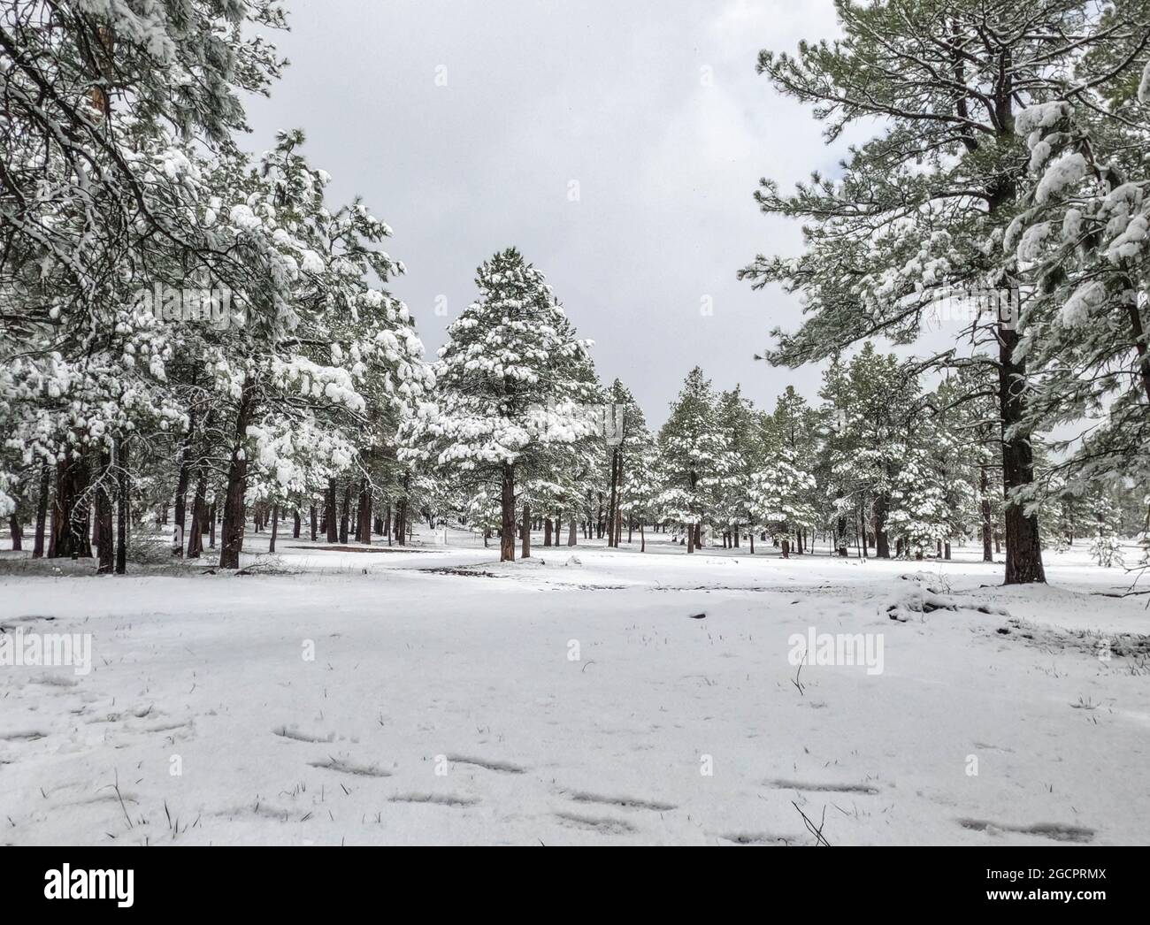 Camping im Schnee auf dem Mogollon Rim, Mormon Lake, Arizona, USA Stockfoto