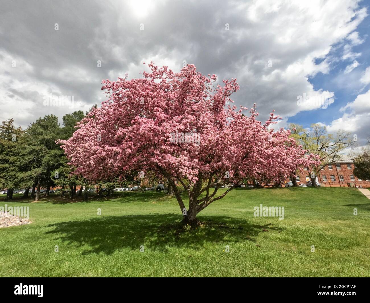Kirschblüten in Flagstaff, Arizona, USA Stockfoto