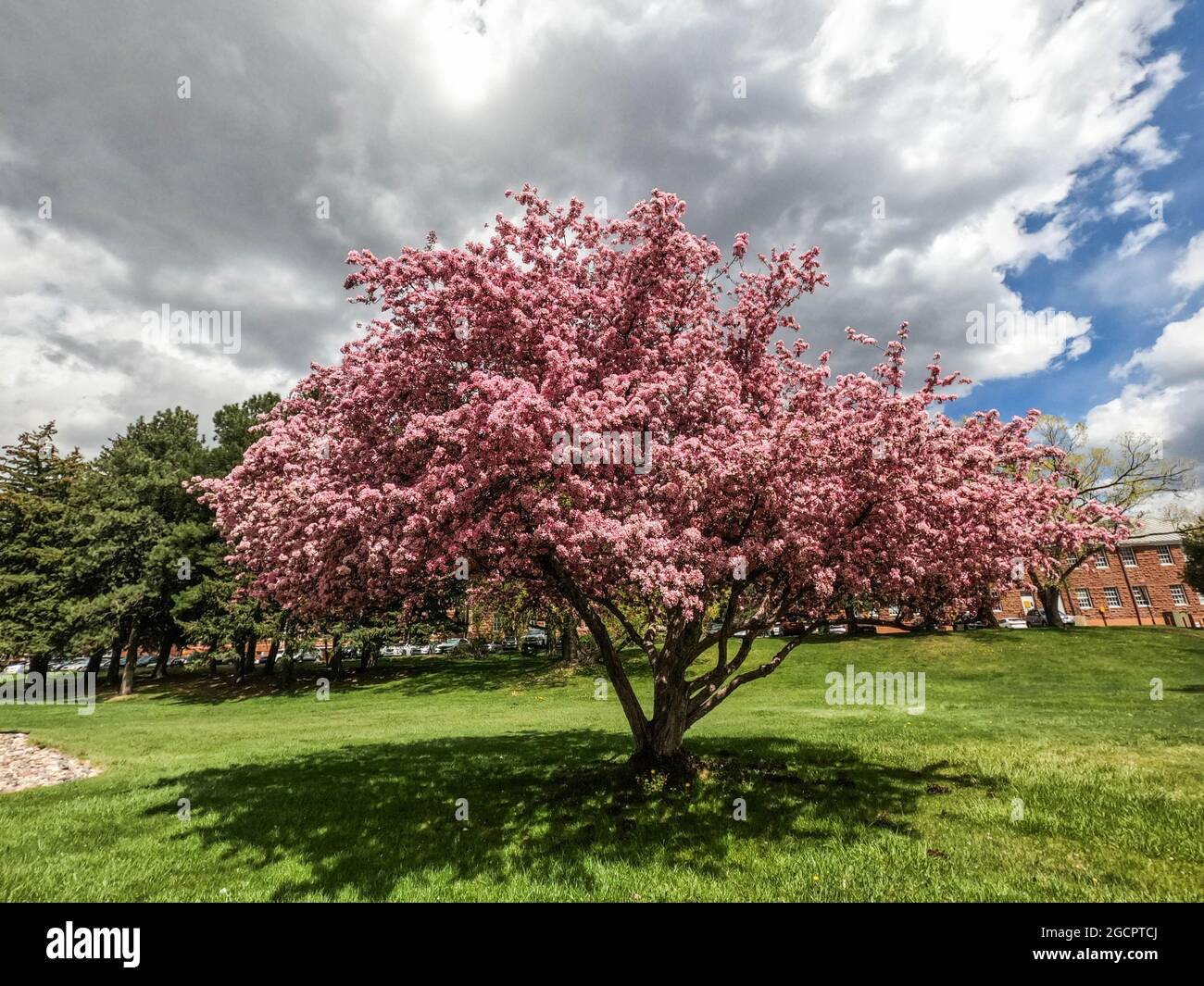 Kirschblüten in Flagstaff, Arizona, USA Stockfoto