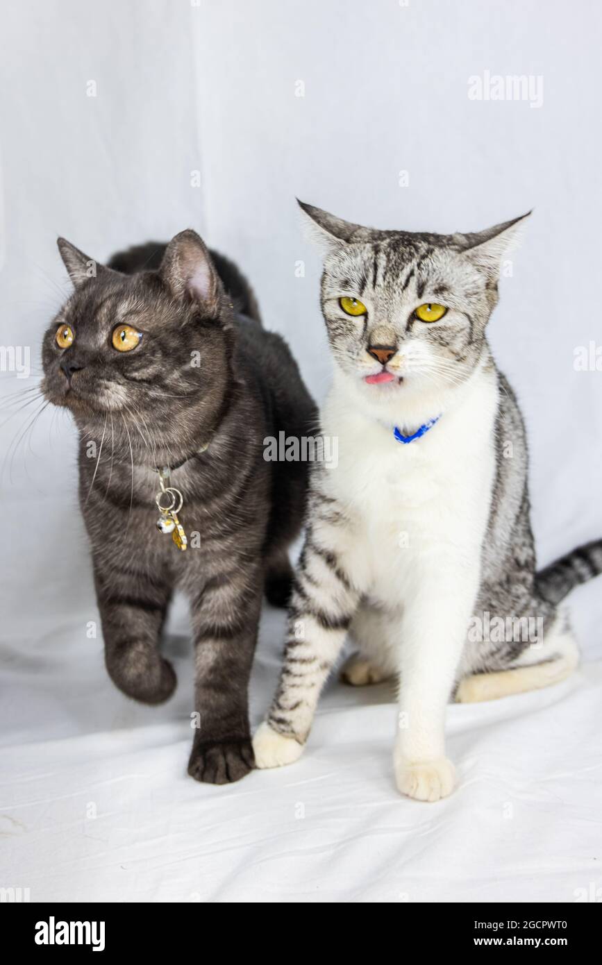 Zwei junge Katzen sitzen auf weißem Hintergrund. Ein schwarzes und ein  graues Kätzchen sitzen nebeneinander. Die kleine graue Katze leckt ihre  Schnauze, während die schwarze Katze schluckt Stockfotografie - Alamy