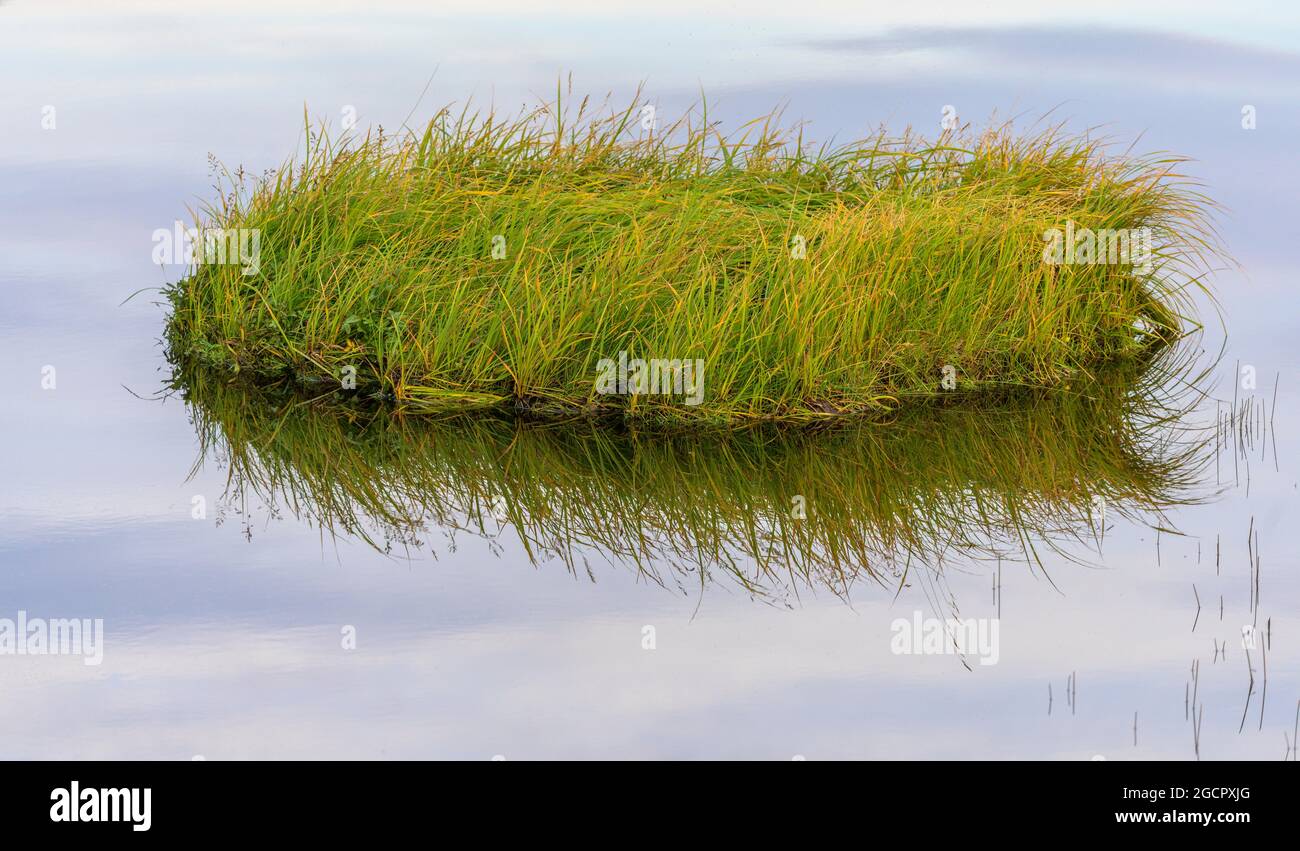 Grasinsel mit Spiegelung in einem See, Grettislaug, Skagafjoerour, Norourland vestra, Island Stockfoto