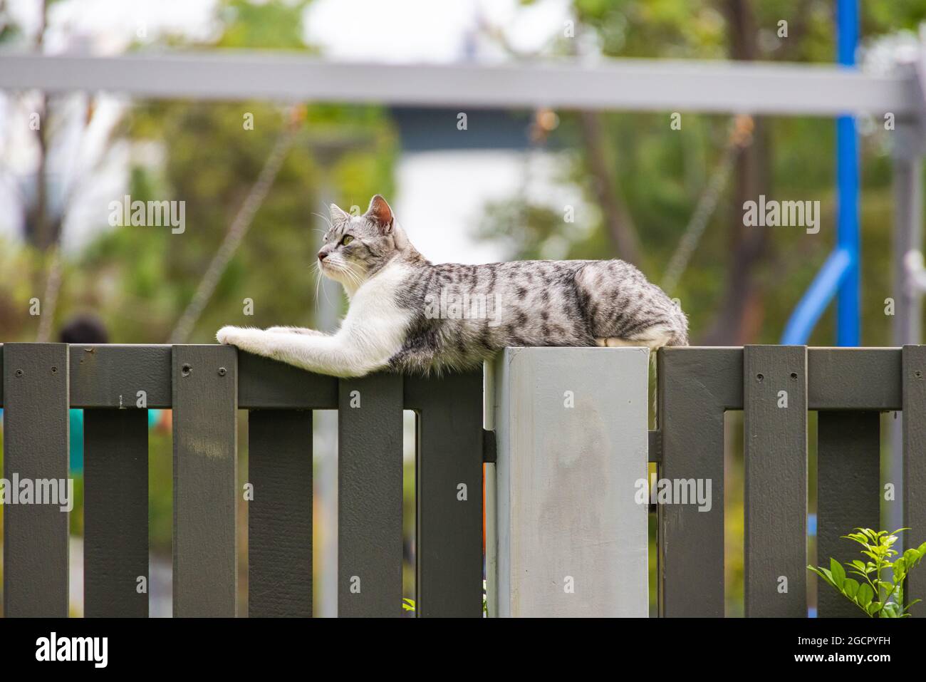 Hauskatze mit schwarzem und weißem Fell sitzt am Gartenzaun und genießt die abendliche Ruhe. Kätzin beobachtet die Umgebung im Rückstand Stockfoto