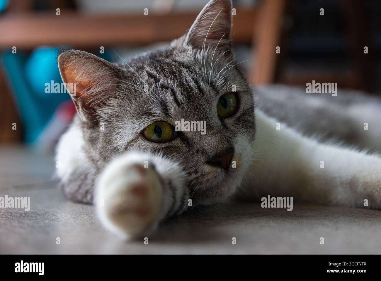 Eine junge Katze mit klaren gelben Augen liegt auf dem Boden. Nahaufnahme eines Katzengesichts. Makrofotografie eines kleinen niedlichen Kätzchens. Stockfoto