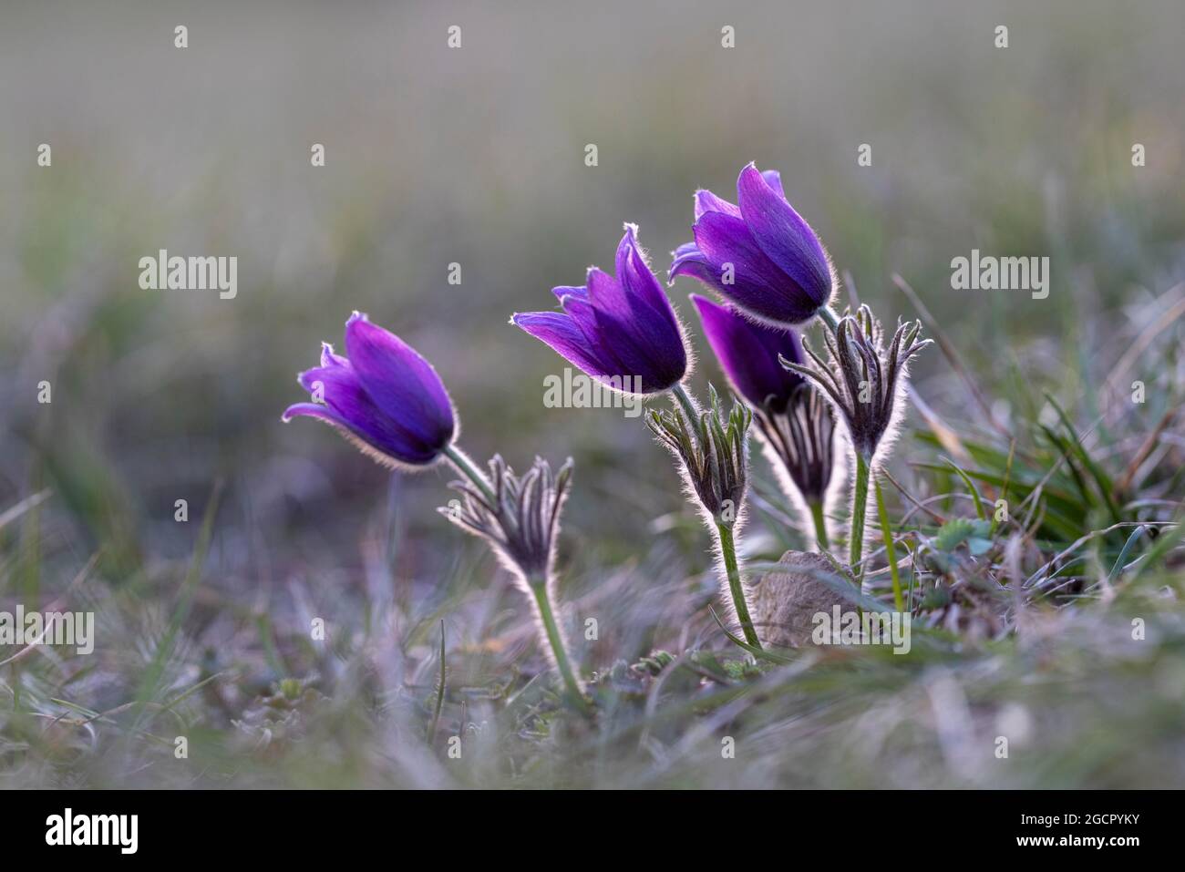 Pasque-Blume (Pulsatilla vulgaris), NP Eifel, Deutschland Stockfoto