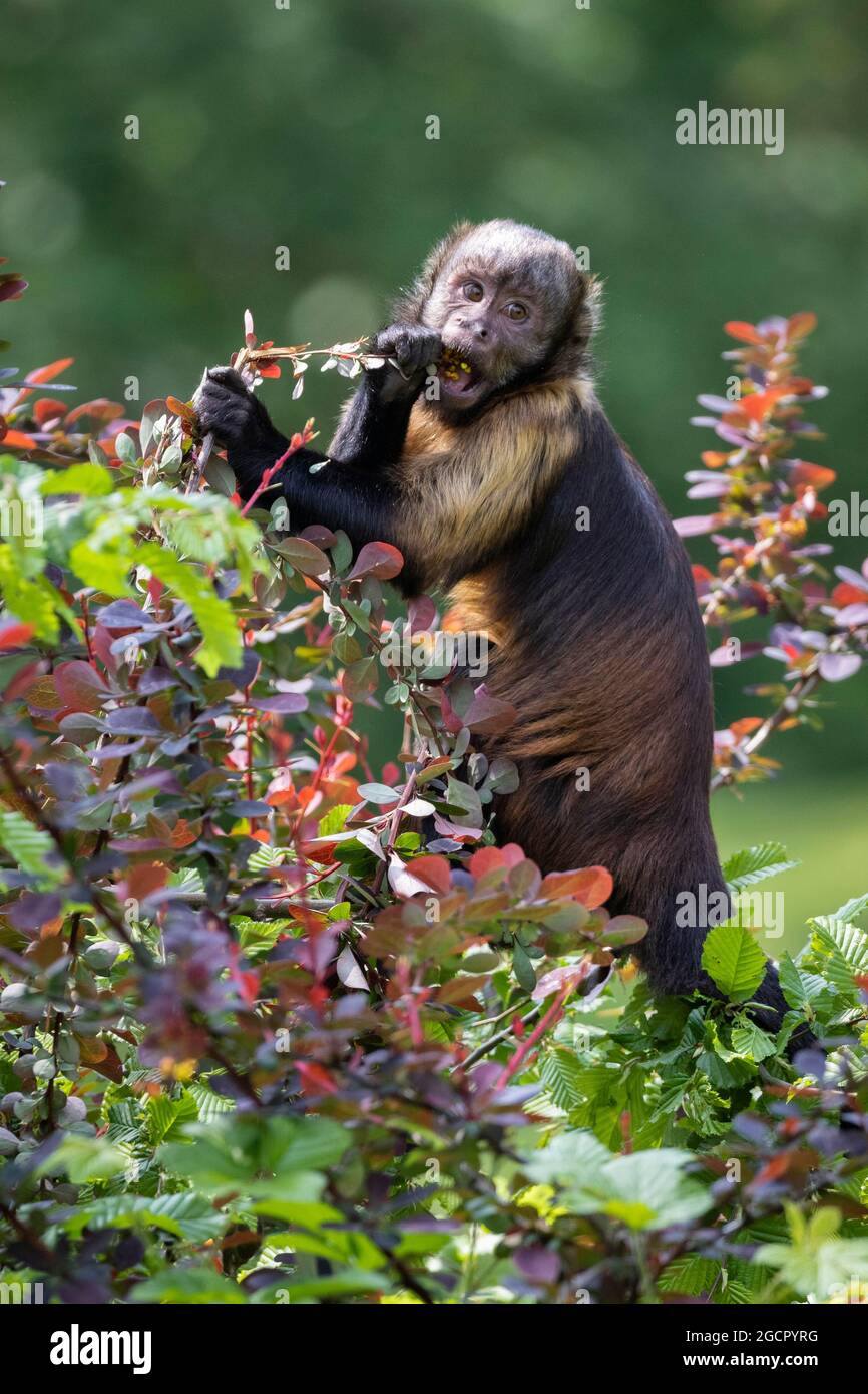 Gelbreiher Kapuziner (Cebus xanthosternos), Captive, Deutschland Stockfoto