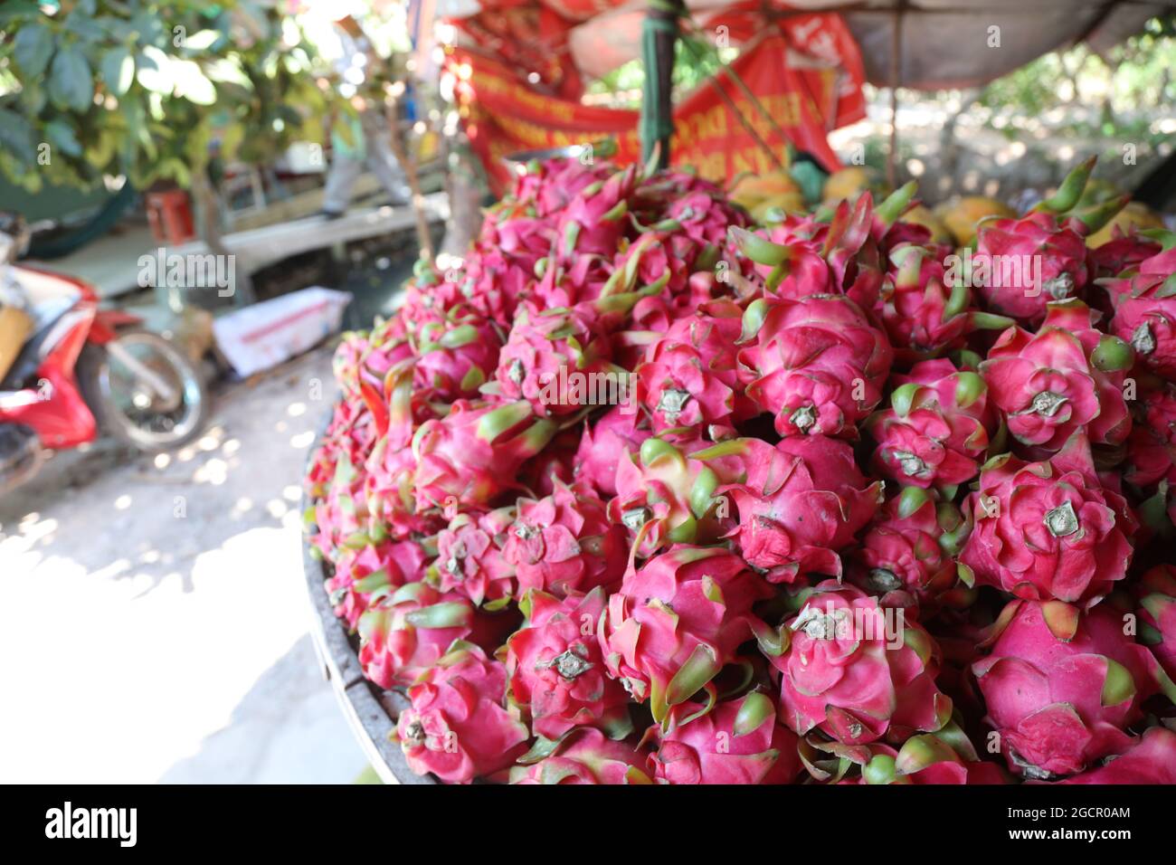 Ein Haufen Drachenfrüchte auf einem frischen Markt in Nha Trang, Ostvietnam. Die rot-rosa Haut der Pitahaya oder Pitaya, die Frucht des Hylocereus, eine Art von Stockfoto