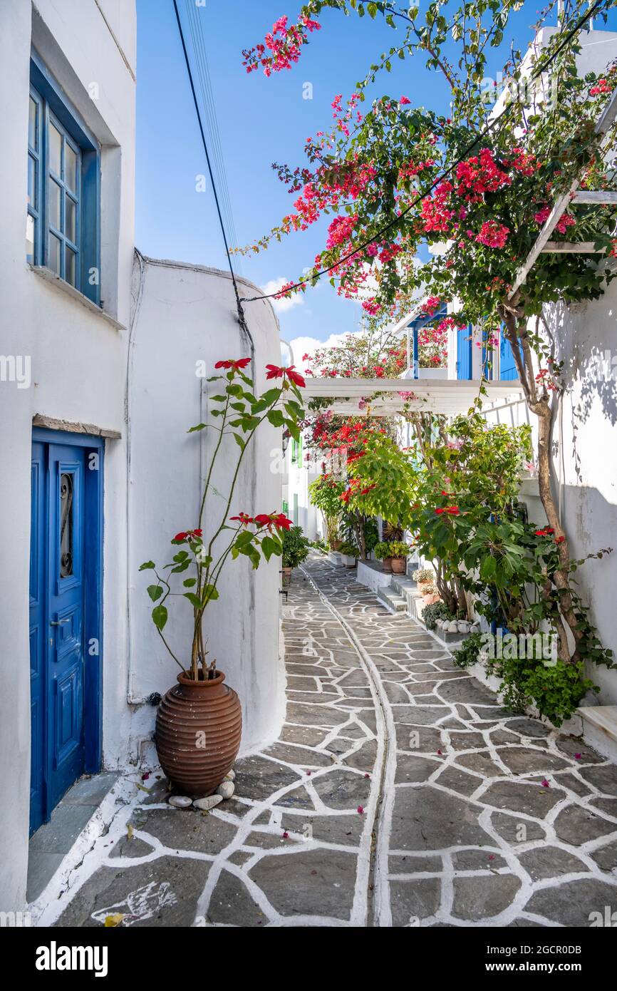 Weiße und blaue Häuser der Kykladen, blühende Blumen in einer Gasse, Altstadt von Lefkes, Paros, Kykladen, Griechenland Stockfoto
