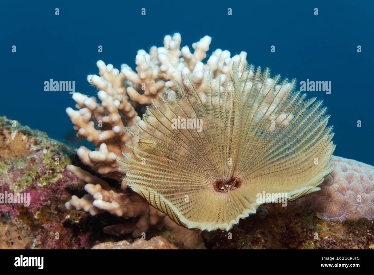 Indopazifischer Federwurm (Sabellastarte sanctijosephi) vor Steinkorallen (Scleractinia), Rotes Meer, Aqaba, Königreich Jordanien Stockfoto