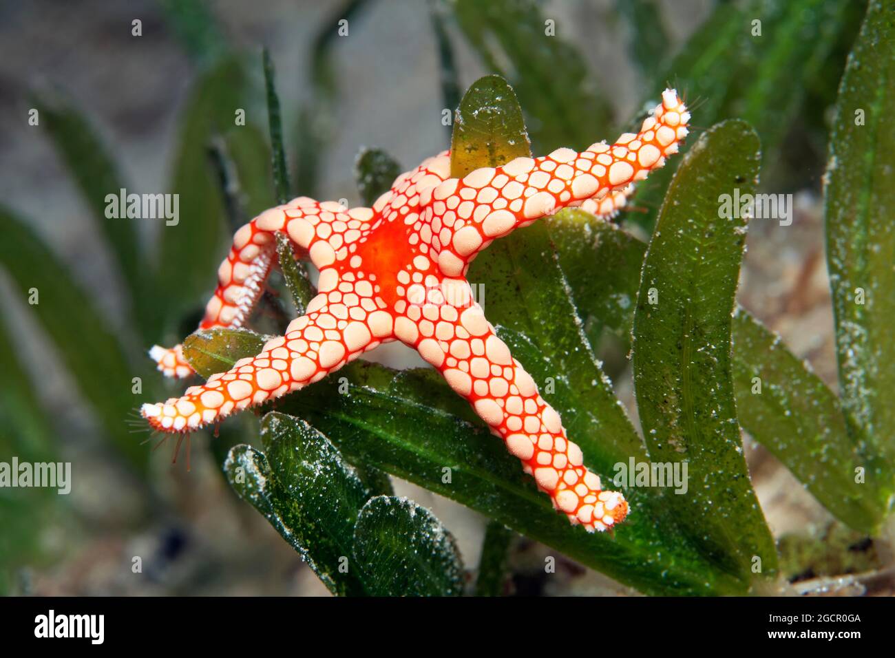 Seesterne aus rotem Mesh oder Perlenkette Sea Star (Fromia monilis) auf Seegraswiese, Rotes Meer, Aqaba, Königreich Jordanien Stockfoto