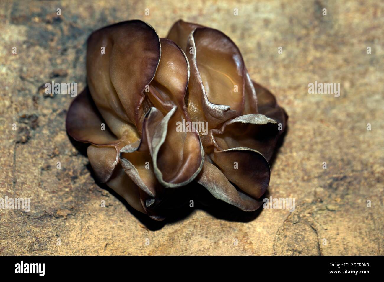 Auricularia auricula-judae (Hirneola auricula-judae) (SYN.: A. auricula) (A. sambucina), Mu-Err-Pilz, auf einer Baumrinde, Studioaufnahme gegen einen Schwarzen Stockfoto