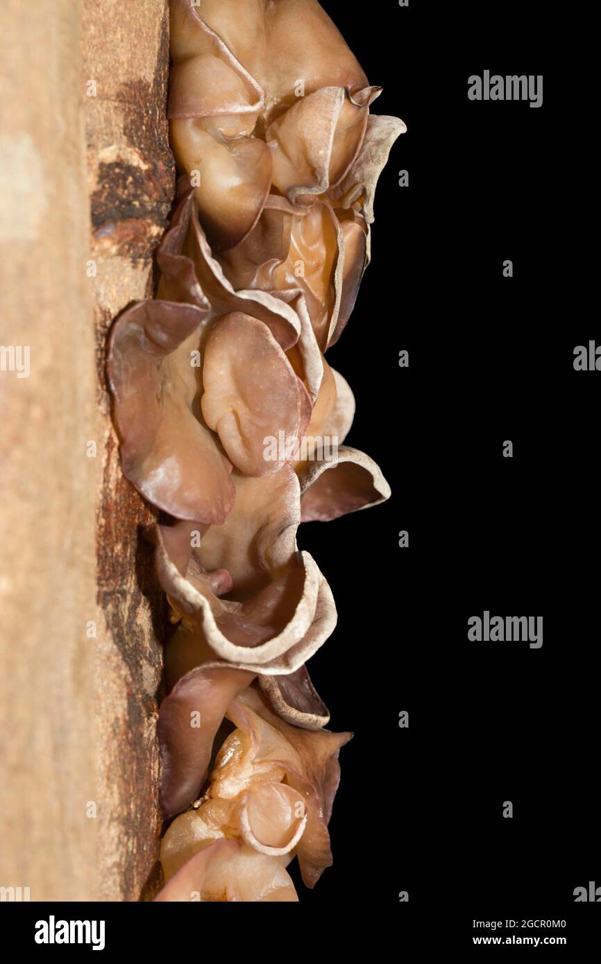Auricularia auricula-judae (Hirneola auricula-judae) (SYN.: A. auricula) (A. sambucina), Mu-Err-Pilz, auf einer Baumrinde, Studioaufnahme gegen einen Schwarzen Stockfoto