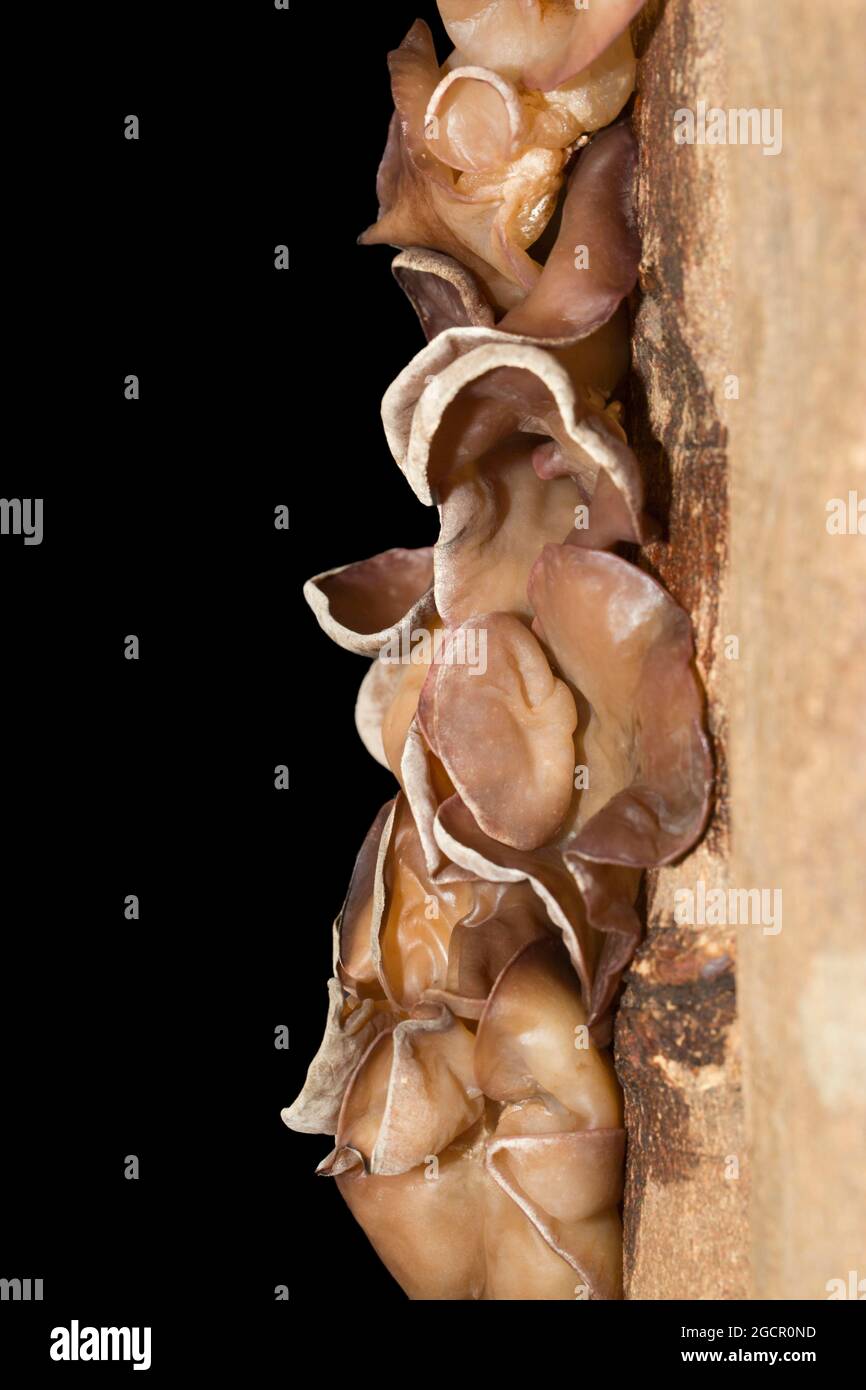 Auricularia auricula-judae (Hirneola auricula-judae) (SYN.: A. auricula) (A. sambucina), Mu-Err-Pilz, auf einer Baumrinde, Studioaufnahme gegen einen Schwarzen Stockfoto