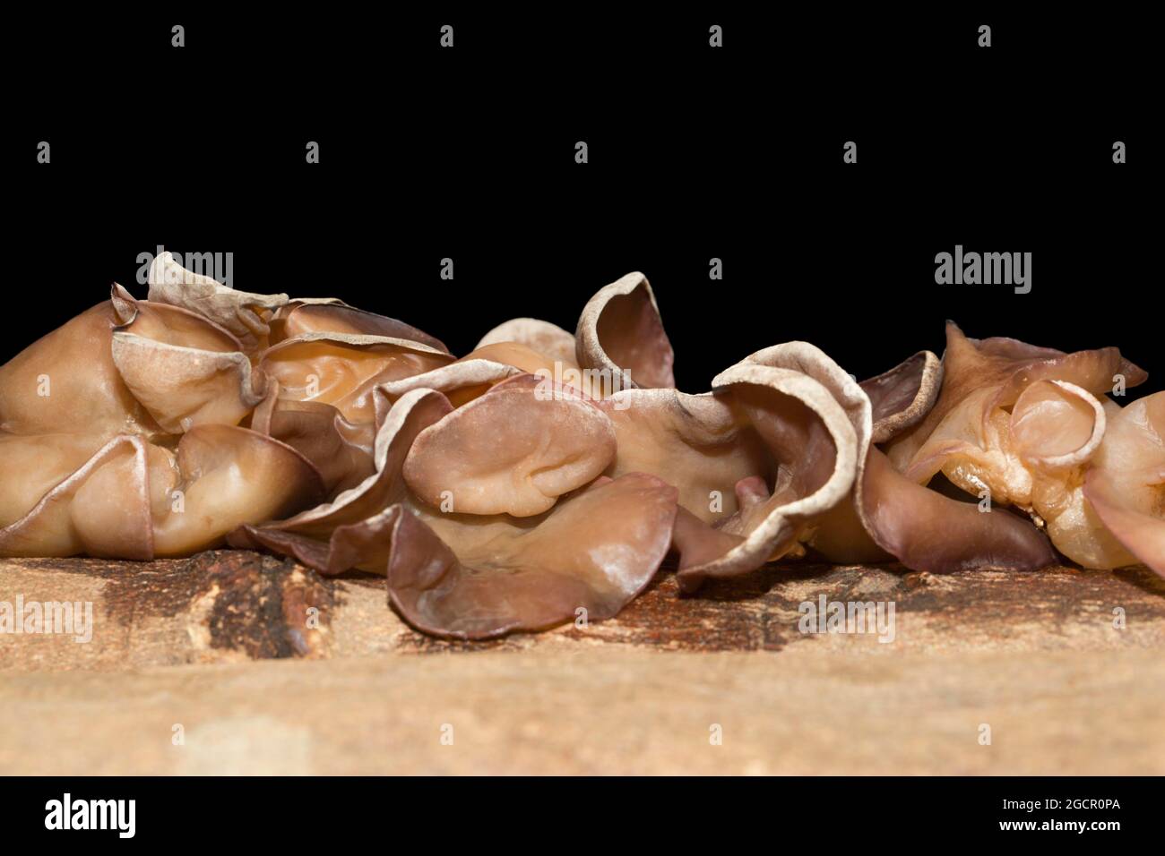 Auricularia auricula-judae (Hirneola auricula-judae) (SYN.: A. auricula) (A. sambucina), Mu-Err-Pilz, auf einer Baumrinde, Studioaufnahme gegen einen Schwarzen Stockfoto