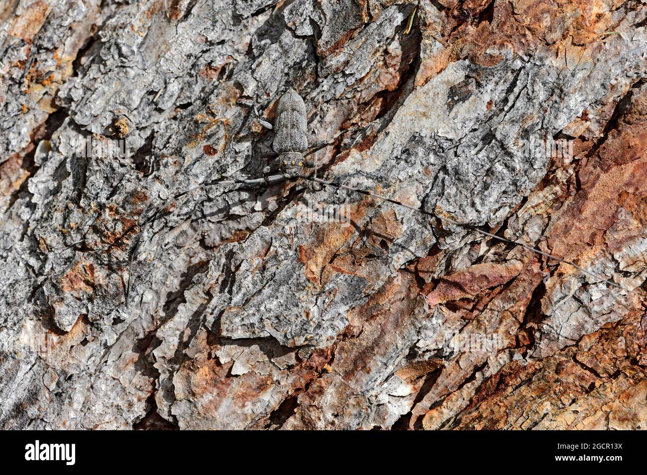 Timberman-Käfer (Acanthocinus aedilis), Wallis, Schweiz Stockfoto