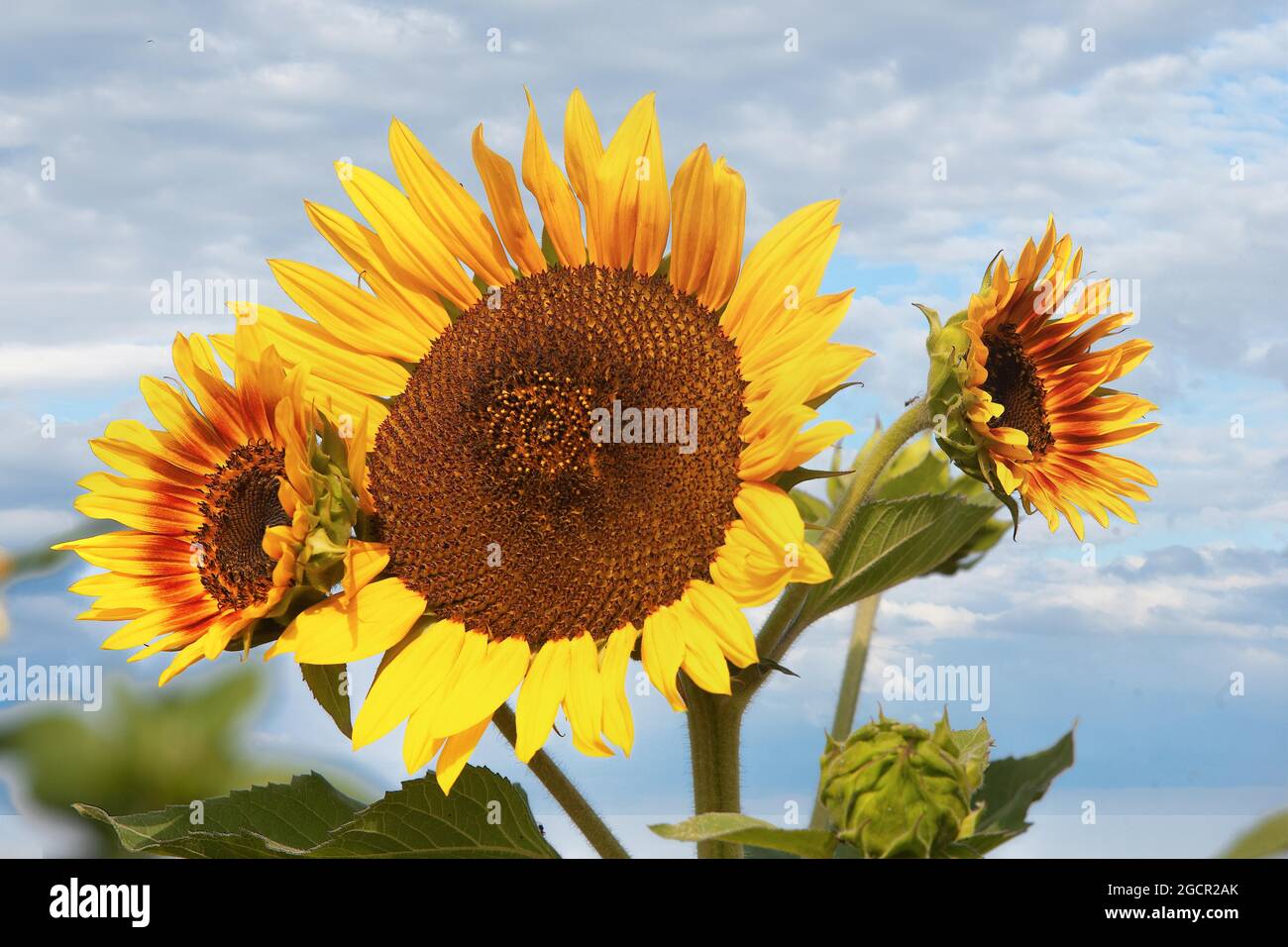 Sonnenblumen, Region Krasnodar, Russland Stockfoto