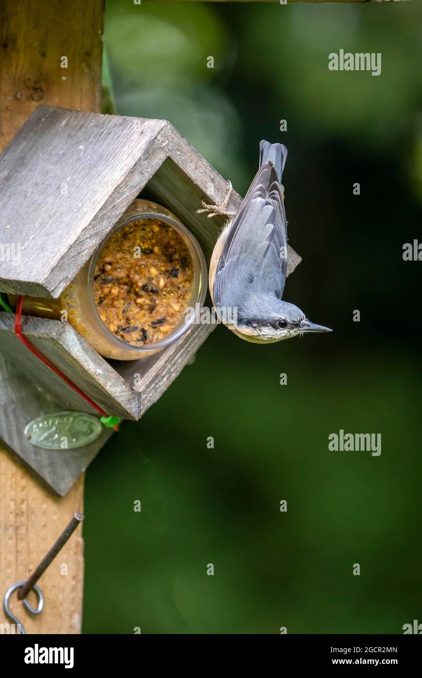 Eurasischer Nuthatch (Sitta europaea), an der Futterstation, Vulkaneifel, Rheinland-Pfalz, Deutschland Stockfoto