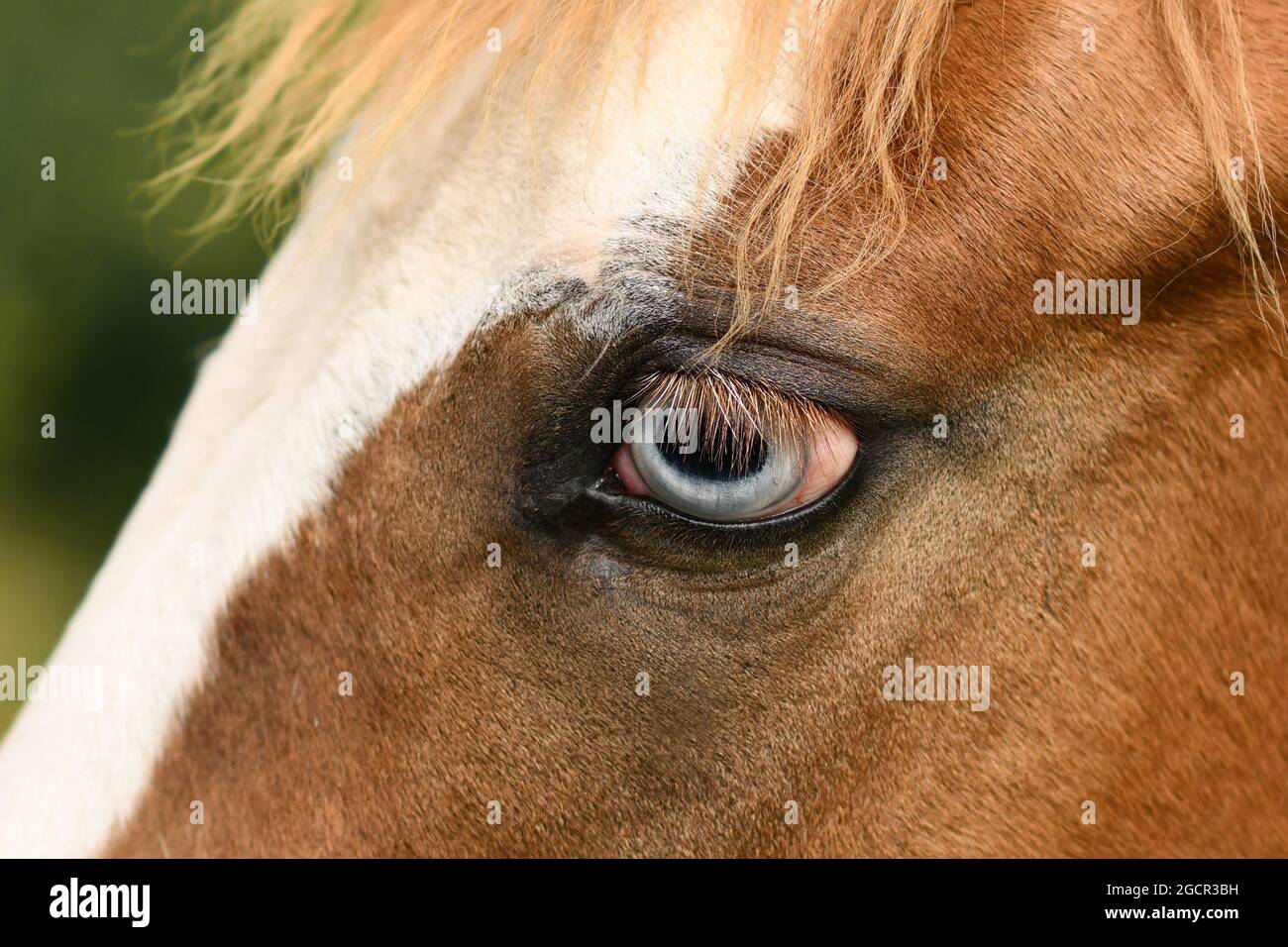 Nahaufnahme des hellblauen Auges des Pinto-Pferdes mit genetischer Mutation, die die Pigmententwicklung in der Iris beeinflusst, vollständige Heterochromie genannt Stockfoto