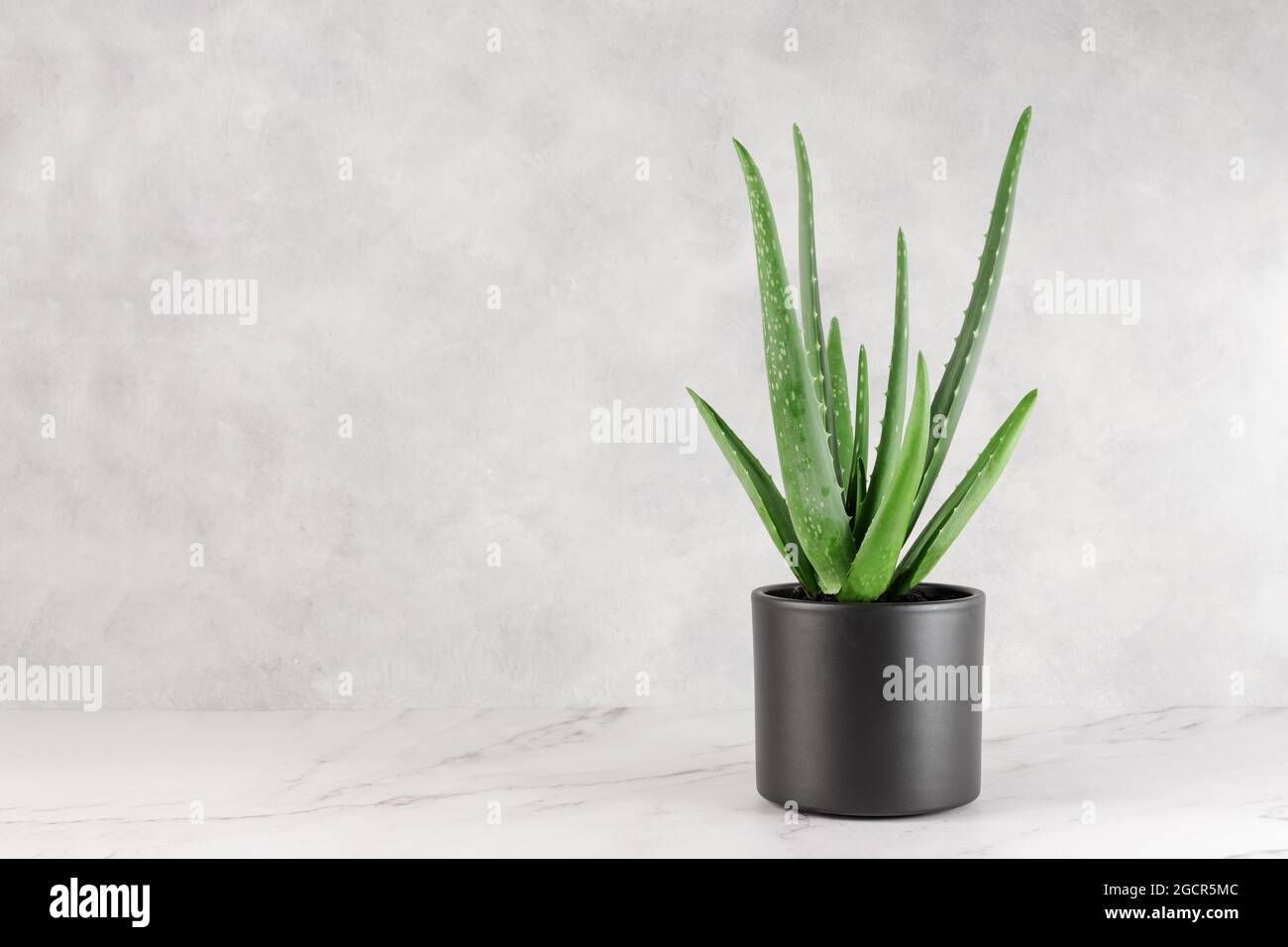 Aloe Vera in einem Blumentopf auf dem Tisch über grauem Wandhintergrund. Aloe Vera Zimmerpflanze für alternative Schönheits- und Medizinbehandlungen. Stockfoto