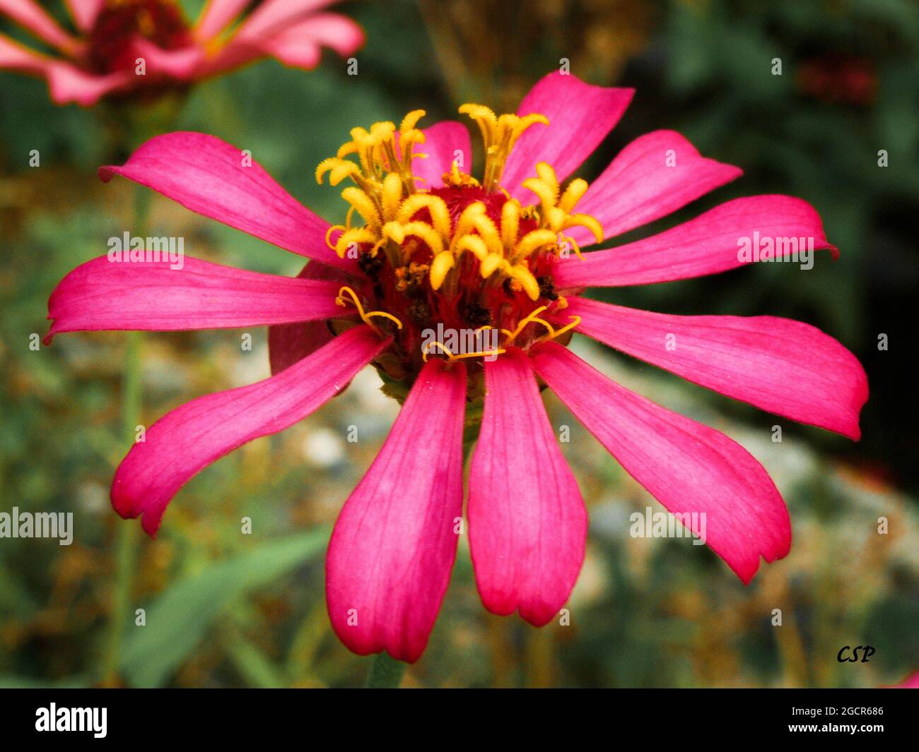 Blumen in Davao City. Stockfoto