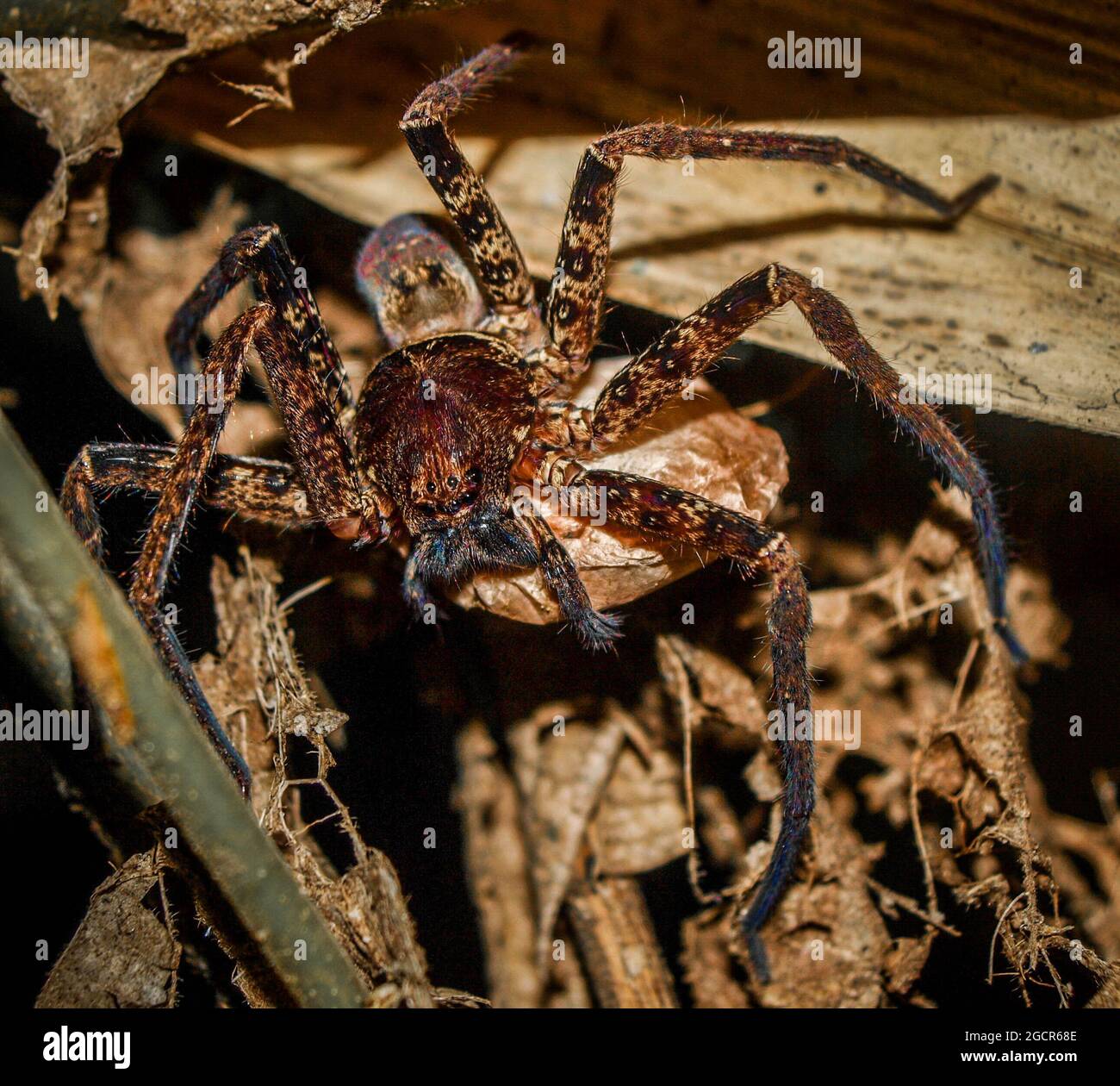Spider trägt seine Eier in Davao City. Stockfoto