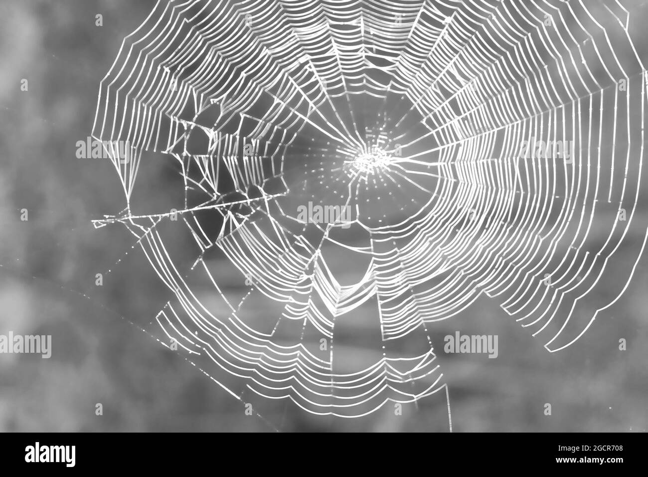 Schöne Spinnennetz Hintergrund Nahaufnahme. Schwarz-weißes Spinnennetz, weicher Fokus. Stockfoto