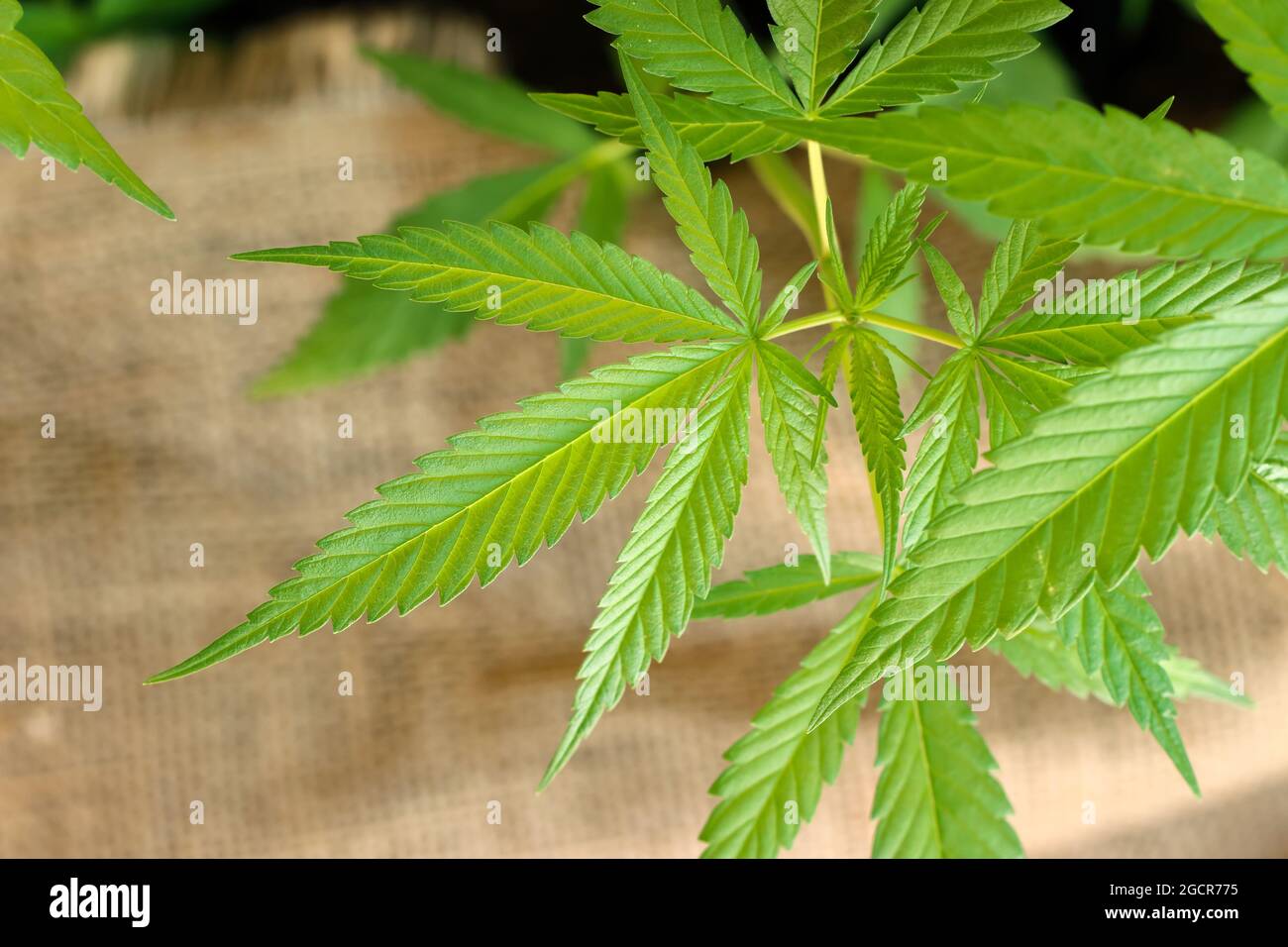 Nahaufnahme junger Hanf (Cannabis sativa) Blatt, Hanfbaum in der Textilindustrie verwendet Stockfoto
