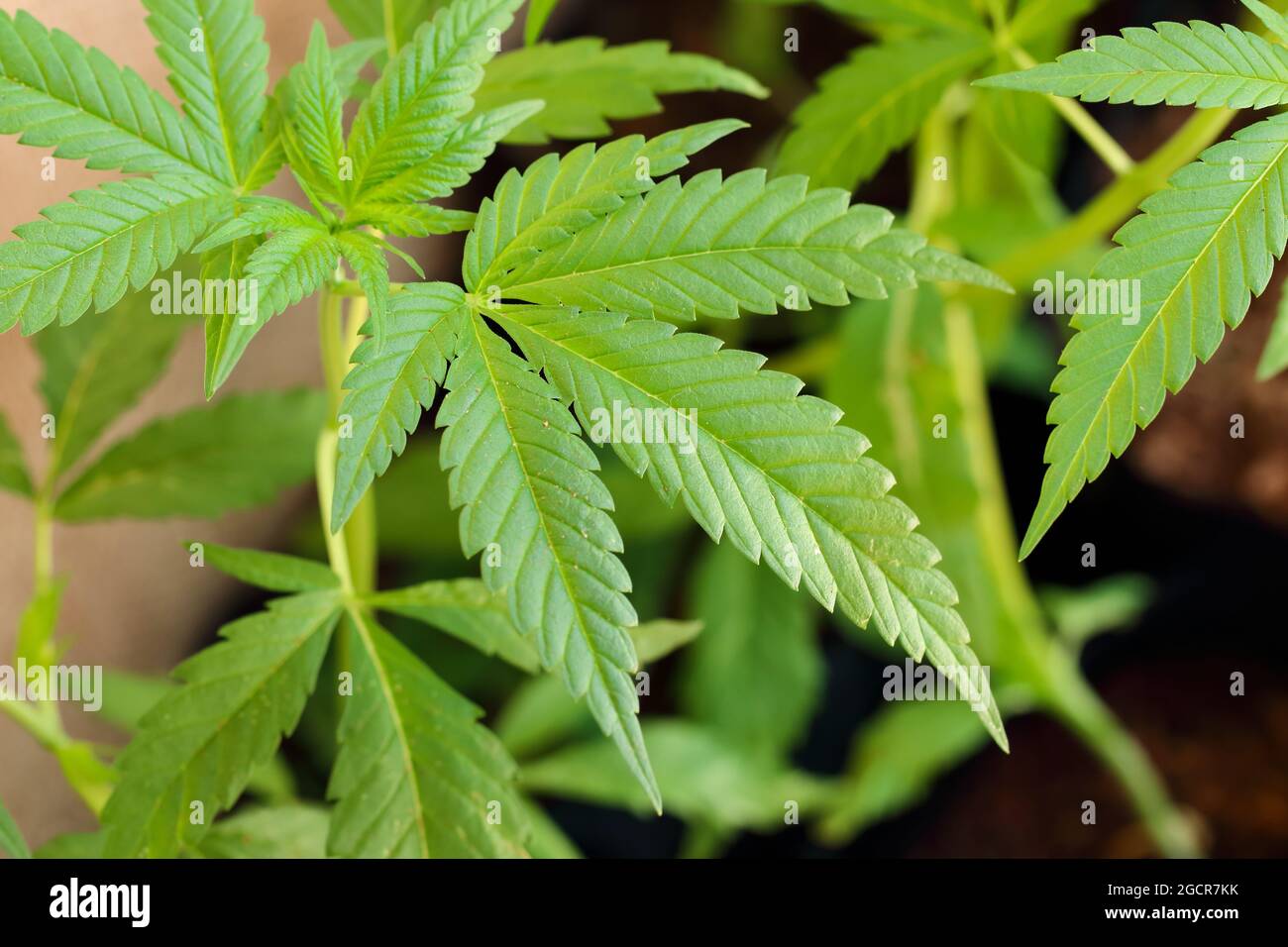 Nahaufnahme junger Hanfbaum (Cannabis sativa), Hanfbaum, der in der Textilindustrie verwendet wird Stockfoto