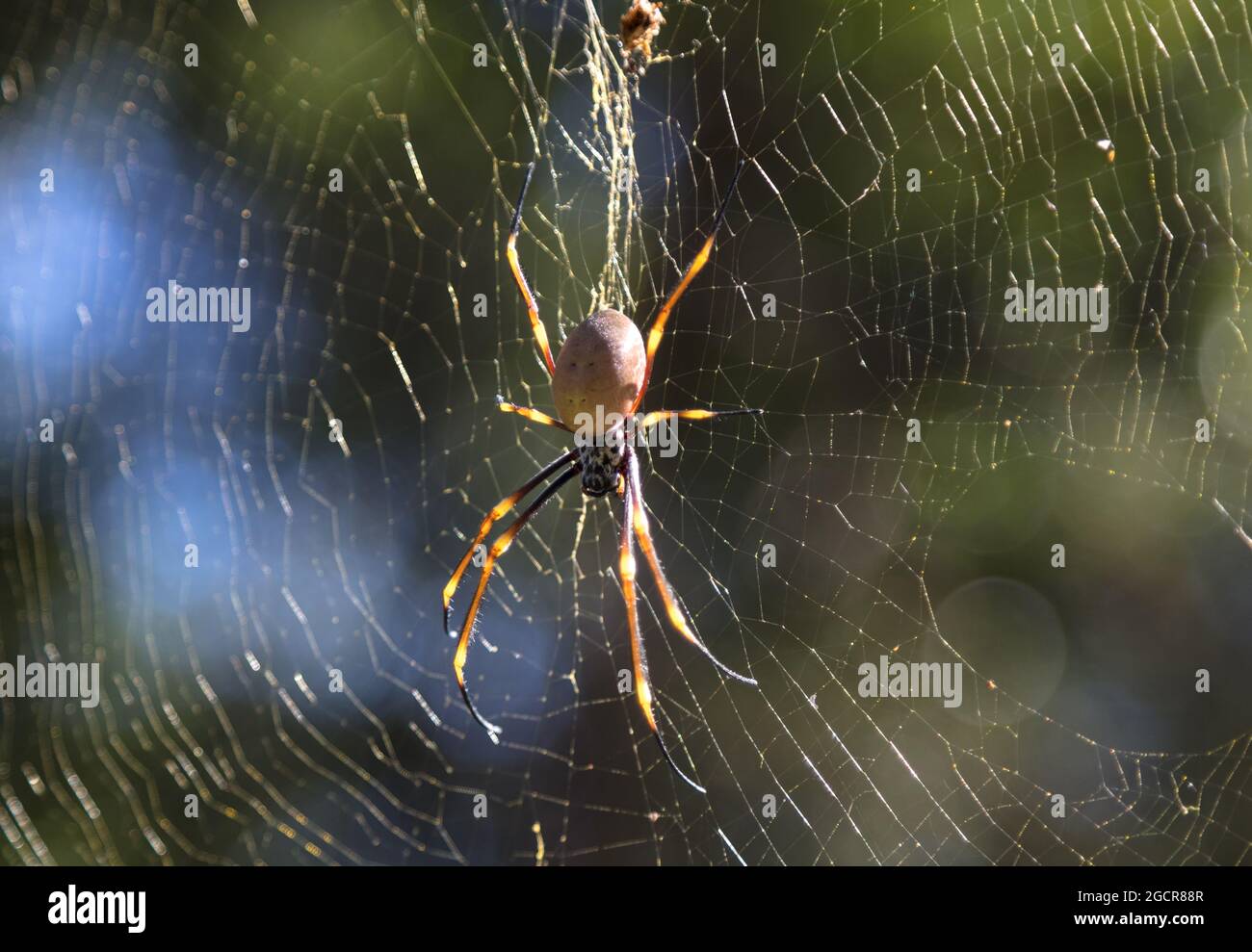 Nahaufnahme mit einer Spinne. Australische, ungiftige Spinne, die im Netz kriecht und darauf wartet, dass die Opfer in ihrer Falle fliegen. Makrofoto einer bunten Spinne im Fo Stockfoto