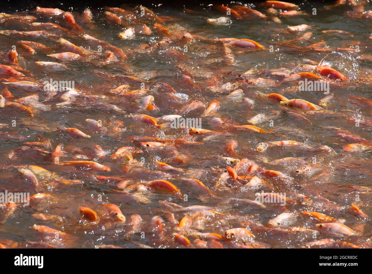 Fütterung in Red Tilapia Süßwasserfischfarm Stockfoto