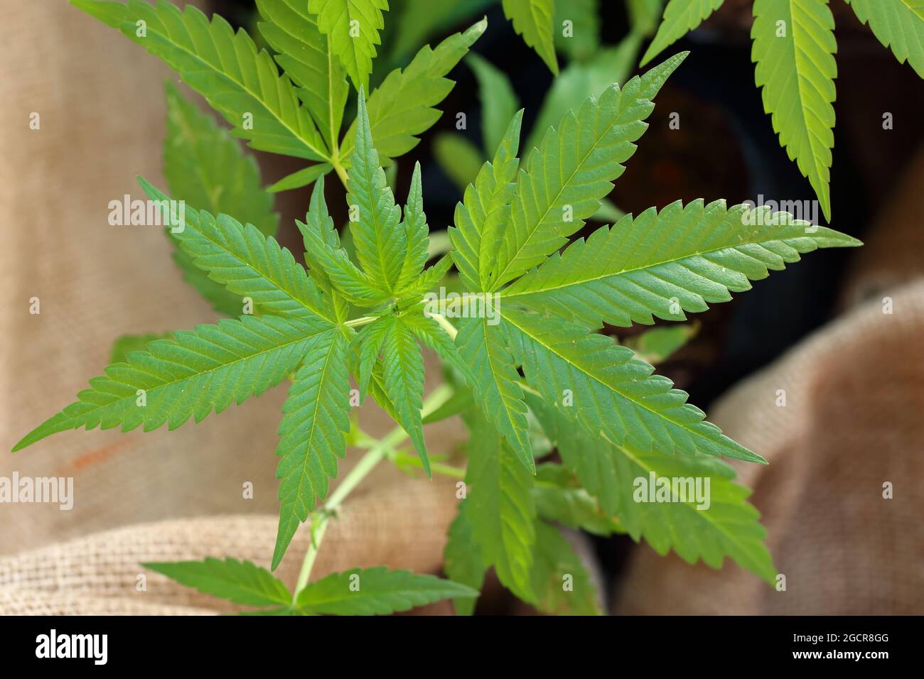 Draufsicht junger Hanf (Cannabis sativa) Baum, Hanfbaum, der in der Textilindustrie verwendet wird Stockfoto