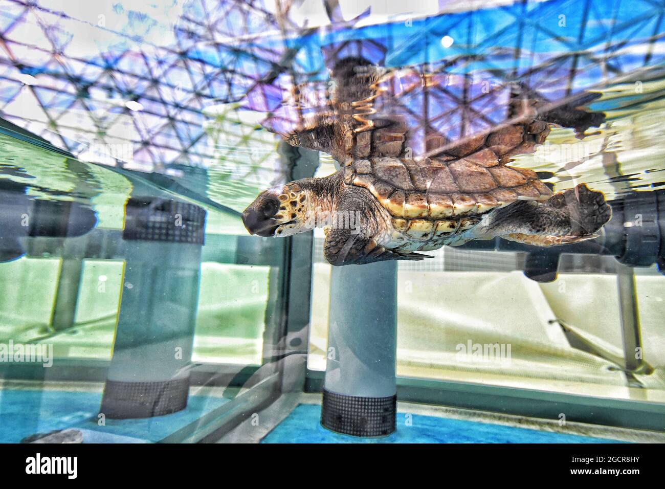 Nette Wasserschildkröte in einem Aquarium Stockfoto