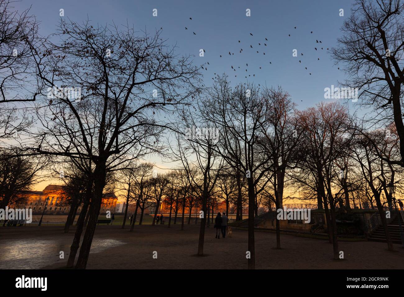 Sonnenuntergang im Winter an der Elbe bei Dresden, Deutschland. Blick auf die elbe durch Barren. Vögel fliegen am Himmel. Gebäude Stockfoto