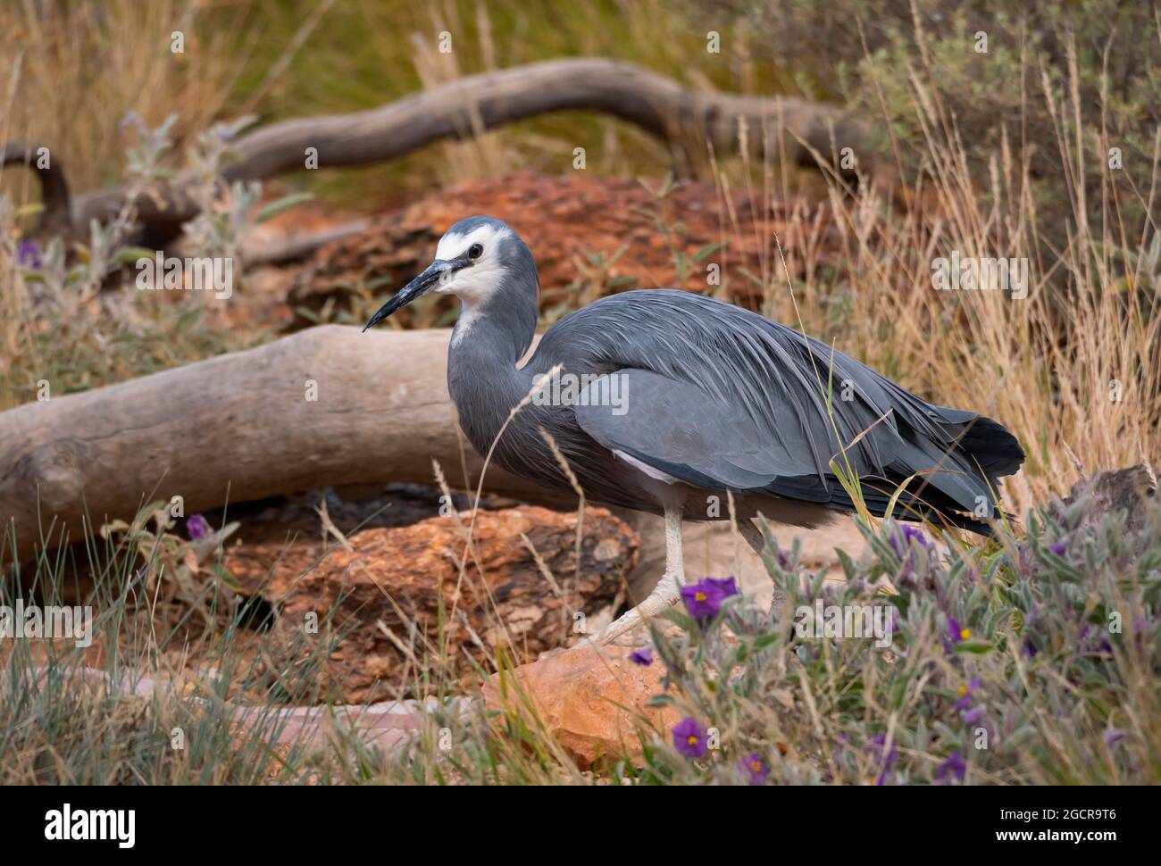 Ein Weißgesichter Reiher, Egretta novaehollandiae, in der Nähe eines kleinen Wasserlochs in Zentralaustralien. Stockfoto