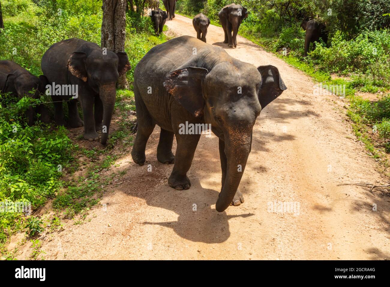 Freie wilde Elefanten im Nationalpark Minniya, Sri Lanka. Elefantenherde, die über einen nicht versiegelten Pfad geht, bevor sie im Busch der ra zurückwandern Stockfoto