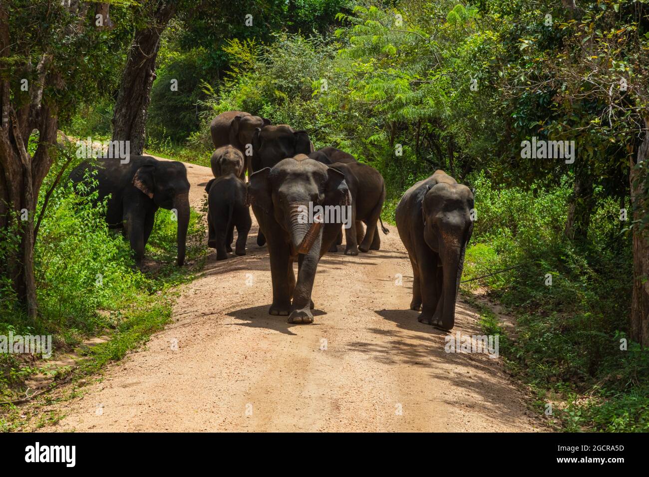 Freie wilde Elefanten im Nationalpark Minniya, Sri Lanka. Elefantenherde, die über einen nicht versiegelten Pfad geht, bevor sie im Busch der ra zurückwandern Stockfoto