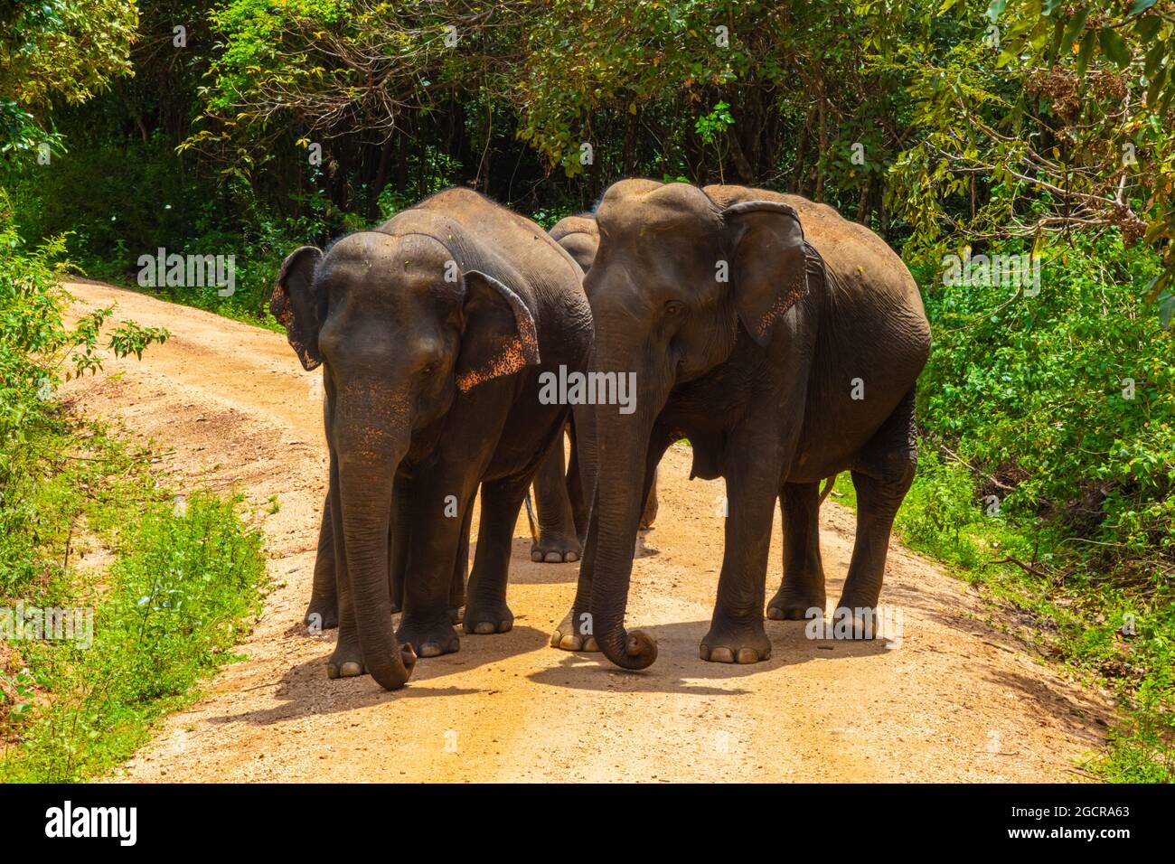 Freie wilde Elefanten im Nationalpark Minniya, Sri Lanka. Elefantenherde, die über einen nicht versiegelten Pfad geht, bevor sie im Busch der ra zurückwandern Stockfoto