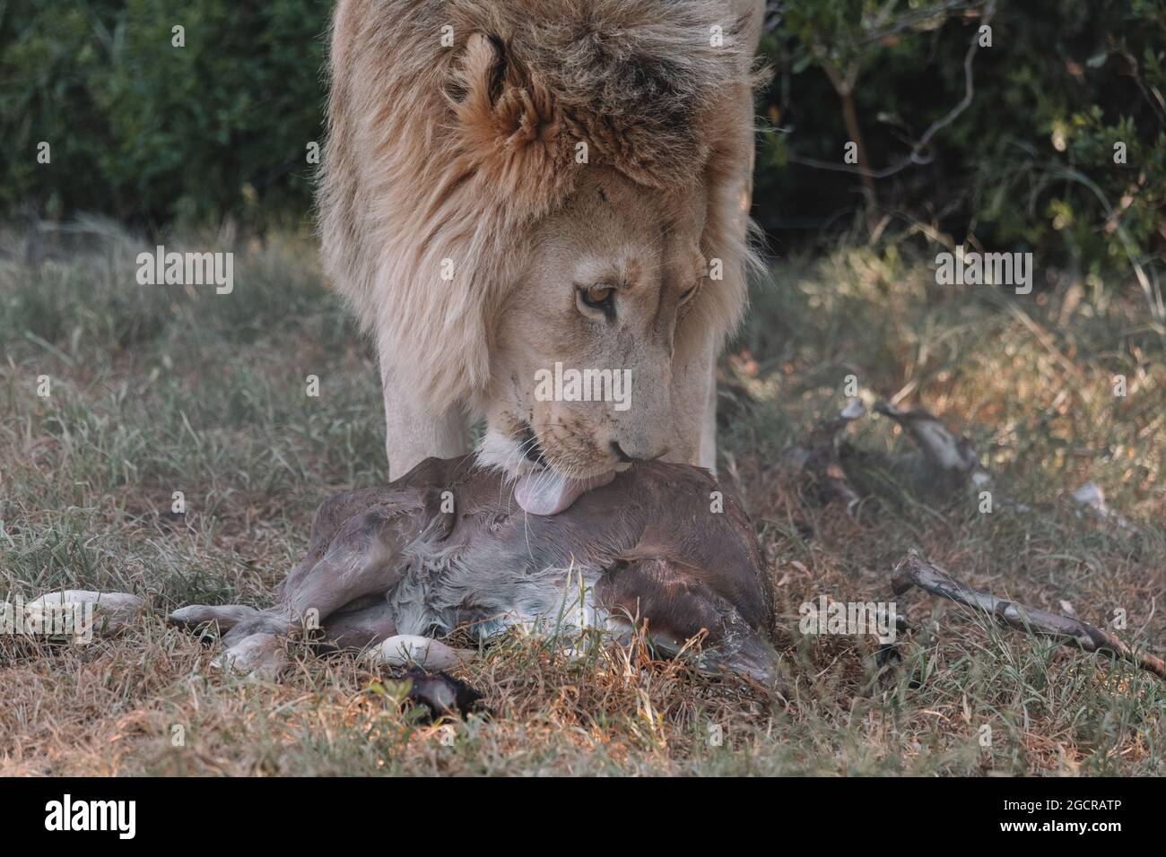 Männlicher Löwe, der ein Tier isst. Stockfoto