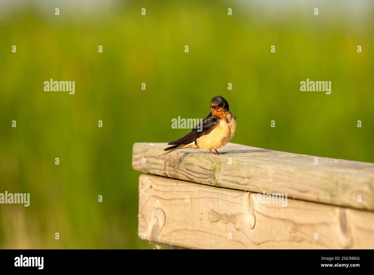 Die Schwalbe (Hirundo rustica), ein erwachsener Vogel, der auf einem Geländer sitzt Stockfoto