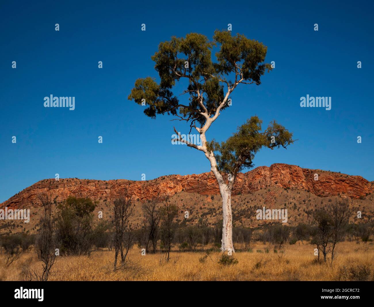 Ghost Gum, Corymbia Aparrerinja, Eukalyptusbaum im Outback von Zentralaustralien mit roten West MacDonnell Ranges im Hintergrund. Stockfoto