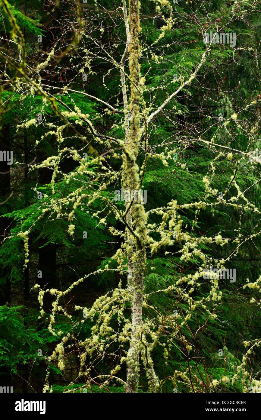 Ein Außenbild eines Regenwaldes im pazifischen Nordwesten mit Red Alder Tree Stockfoto