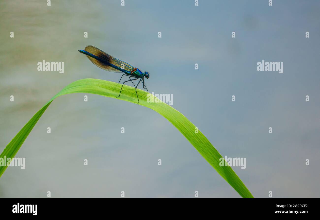 Nahaufnahme der schönen gebänderten demoiselle (Calopteryx splendens)-Damselfliege Stockfoto