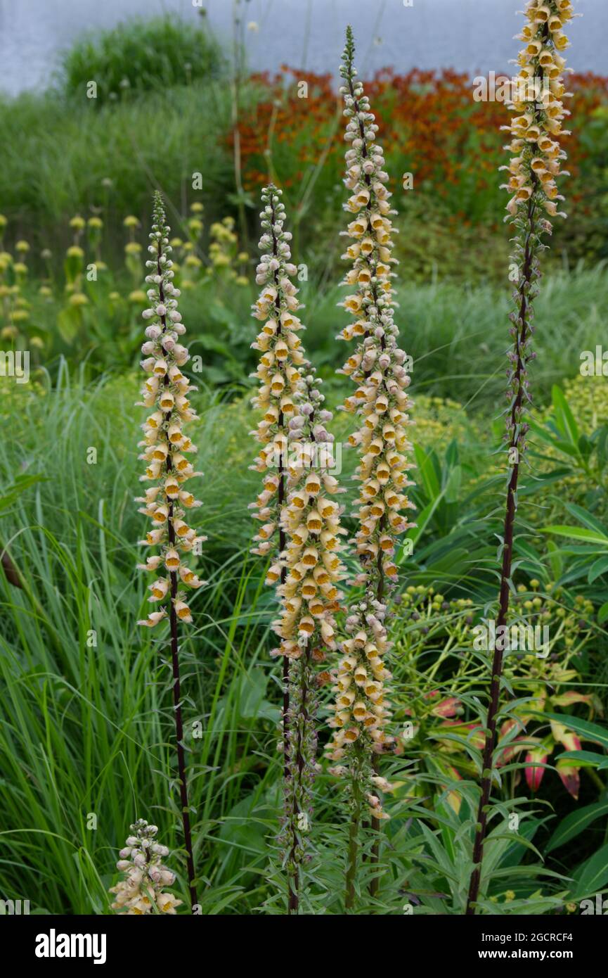Aprikosenfarbene Sommerblumen von Digitalis ferruginea Rusty Foxglove Summer UK Juli Stockfoto