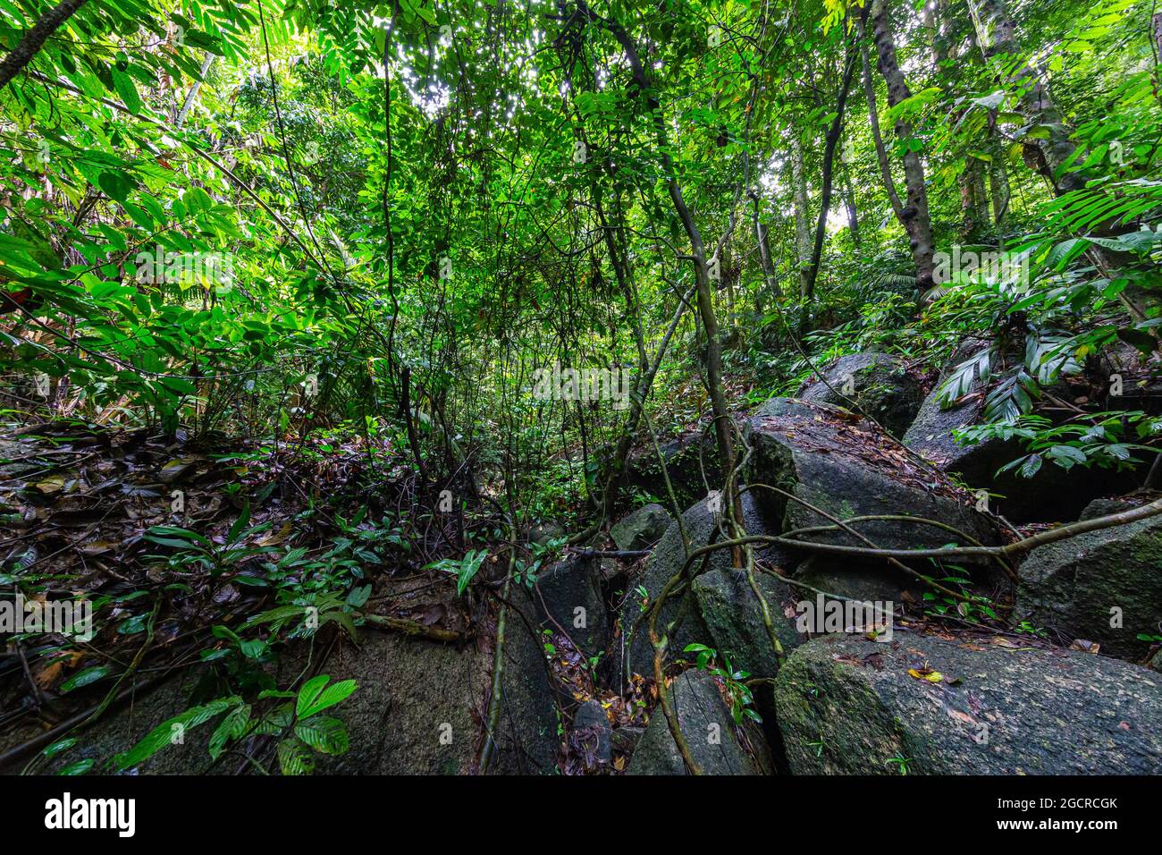 Felsen mitten im Regenwald von Sumatra, Indonesien. Abseits der Pfade in der grünen Hölle des Regenwaldes. Mitten in reiner und unberührter Natur Stockfoto