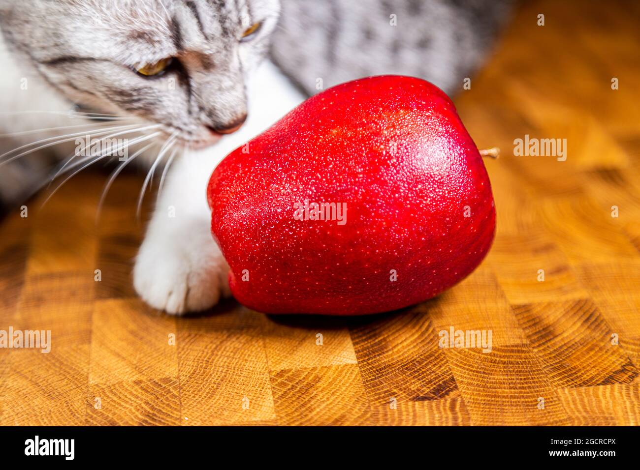Junge Katze sieht zu einem roten Apfel aus. Kätzchen verstörende Makrofotografie-Session. Nahaufnahme eines roten Weihnachtsapfels und eines Katzengesichts Stockfoto
