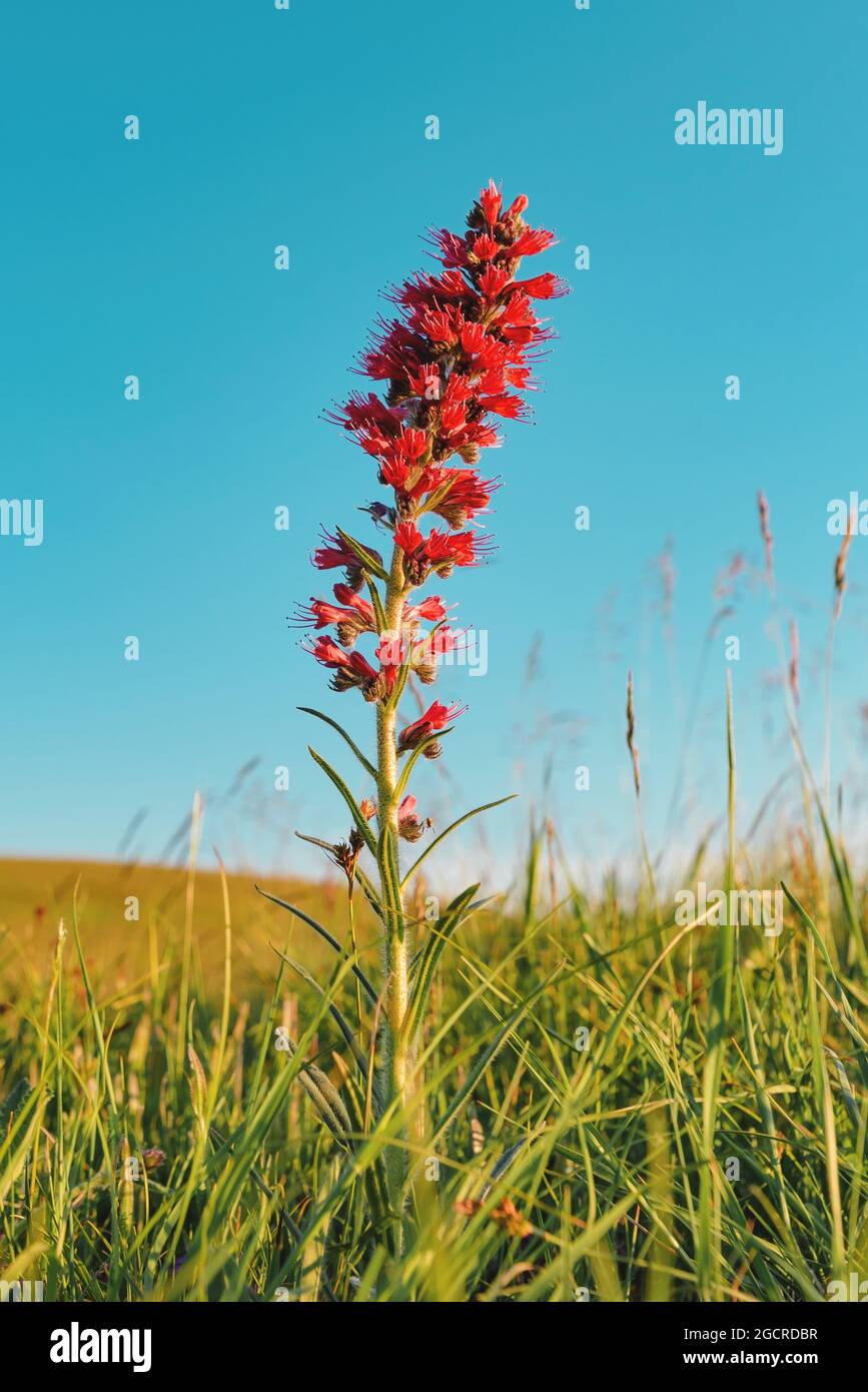 Rote Wildblume auf der Zlatibor Wiese, Nahaufnahme mit selektivem Fokus Stockfoto