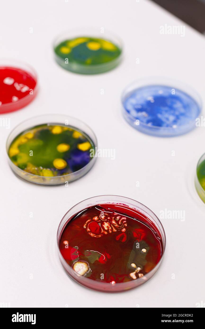 Petrischale mit Kolonie von Mikroorganismen, die im Labor eines pharmazeutischen Mikrobiologie-Krankenhauses auf dem Tisch stehen. Wissenschaftliche biologische Bakterien flüssige Probe. Medizinisches Bakteriologie-Experiment Stockfoto