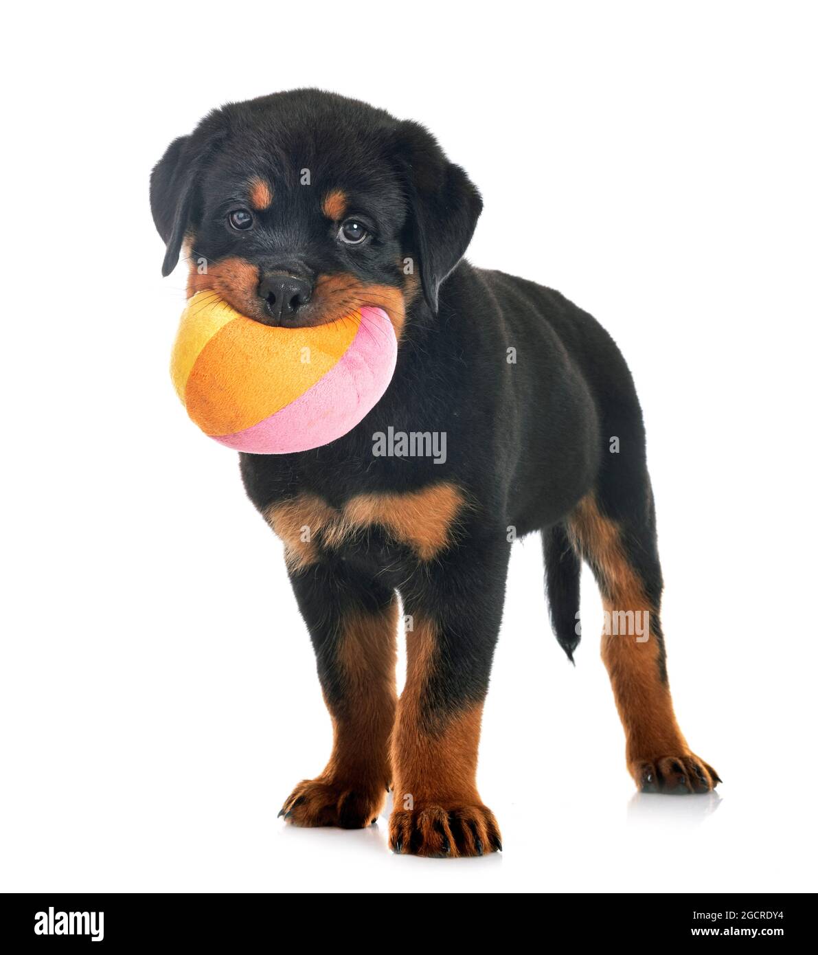 Welpen Rottweiler vor weißem Hintergrund Stockfoto