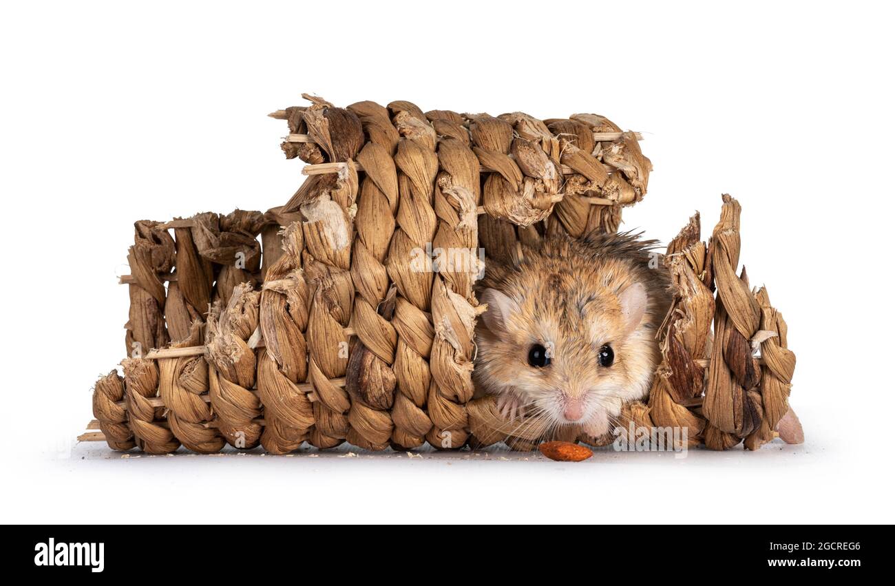 Niedliche, fette Schwanzgerbil, die im Rotan-Tunnel sitzt, schaut direkt zur Kamera mit Essen vor der Nase. Isoliert auf weißem Hintergrund. Stockfoto
