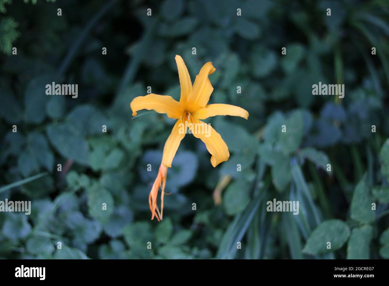 Einzelne, blass-orange gefärbte Lilie mit weichem, grün verwischtem Laub Stockfoto